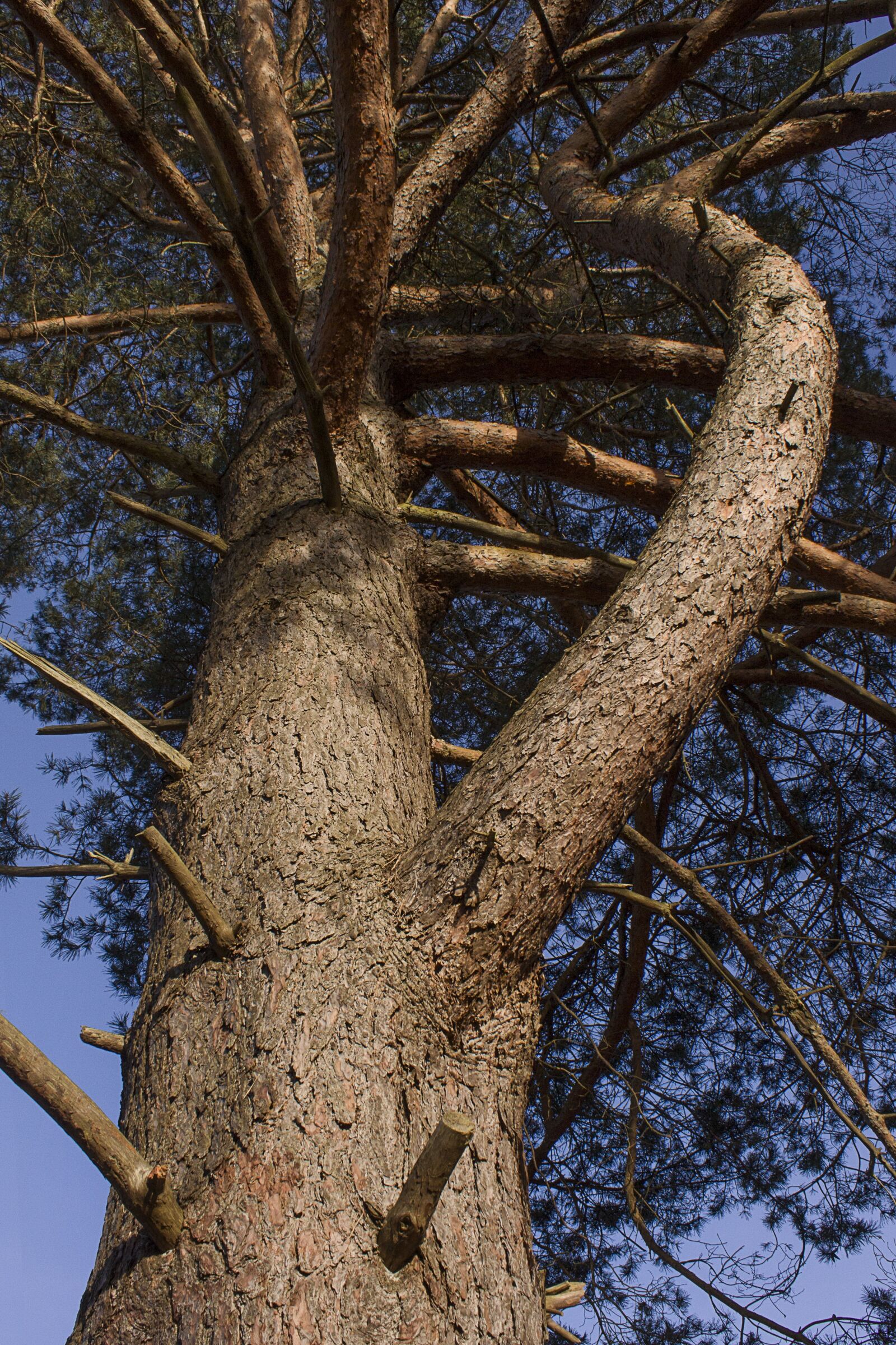 Canon EOS 500D (EOS Rebel T1i / EOS Kiss X3) sample photo. Tree, conifer, forest photography