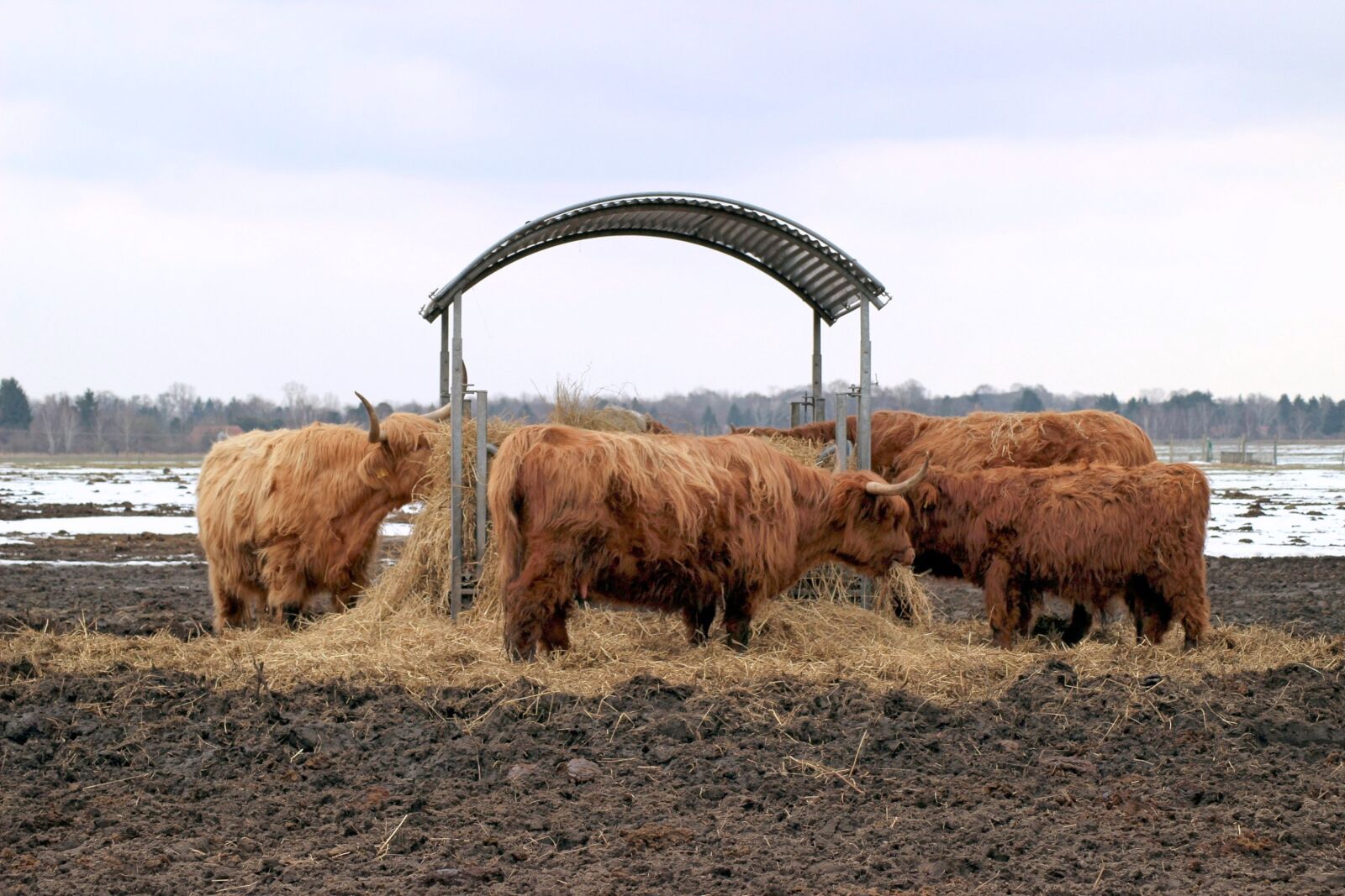 Canon EOS 600D (Rebel EOS T3i / EOS Kiss X5) sample photo. Cattle, hay, manger photography