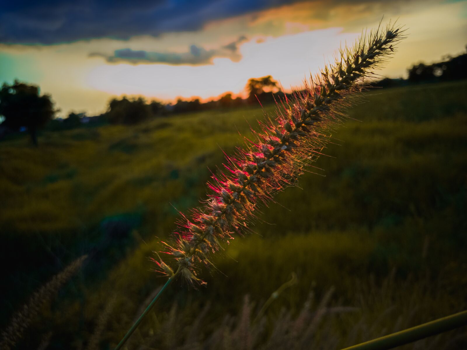 HUAWEI Honor 8x sample photo. Sunset, plant, sky photography
