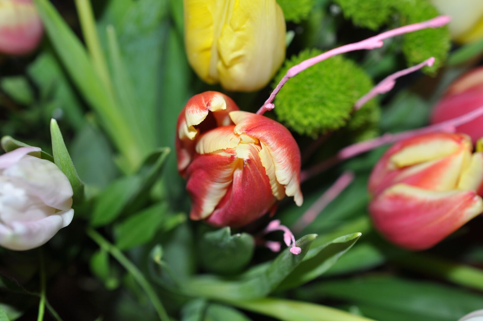 Nikon D90 sample photo. Tulip bouquet, flower, nature photography