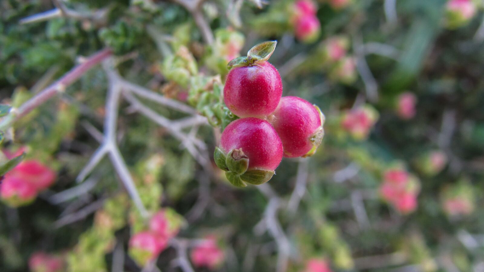 Canon PowerShot SX400 IS sample photo. Cyprus, cavo greko, national photography