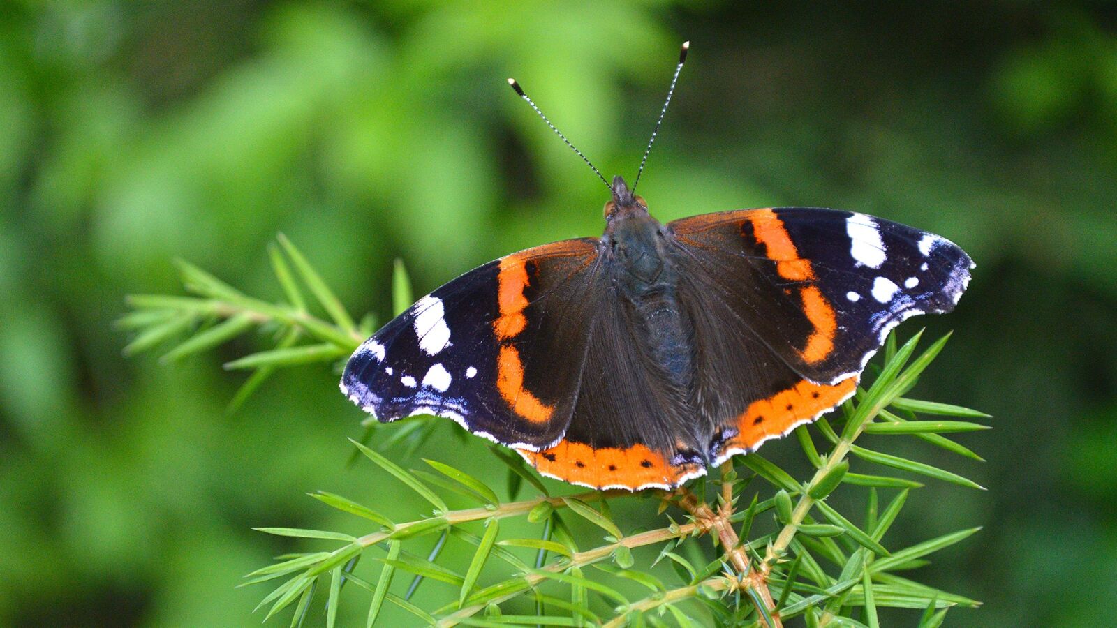 Nikon D3200 sample photo. Butterfly, babôčka, admiral photography