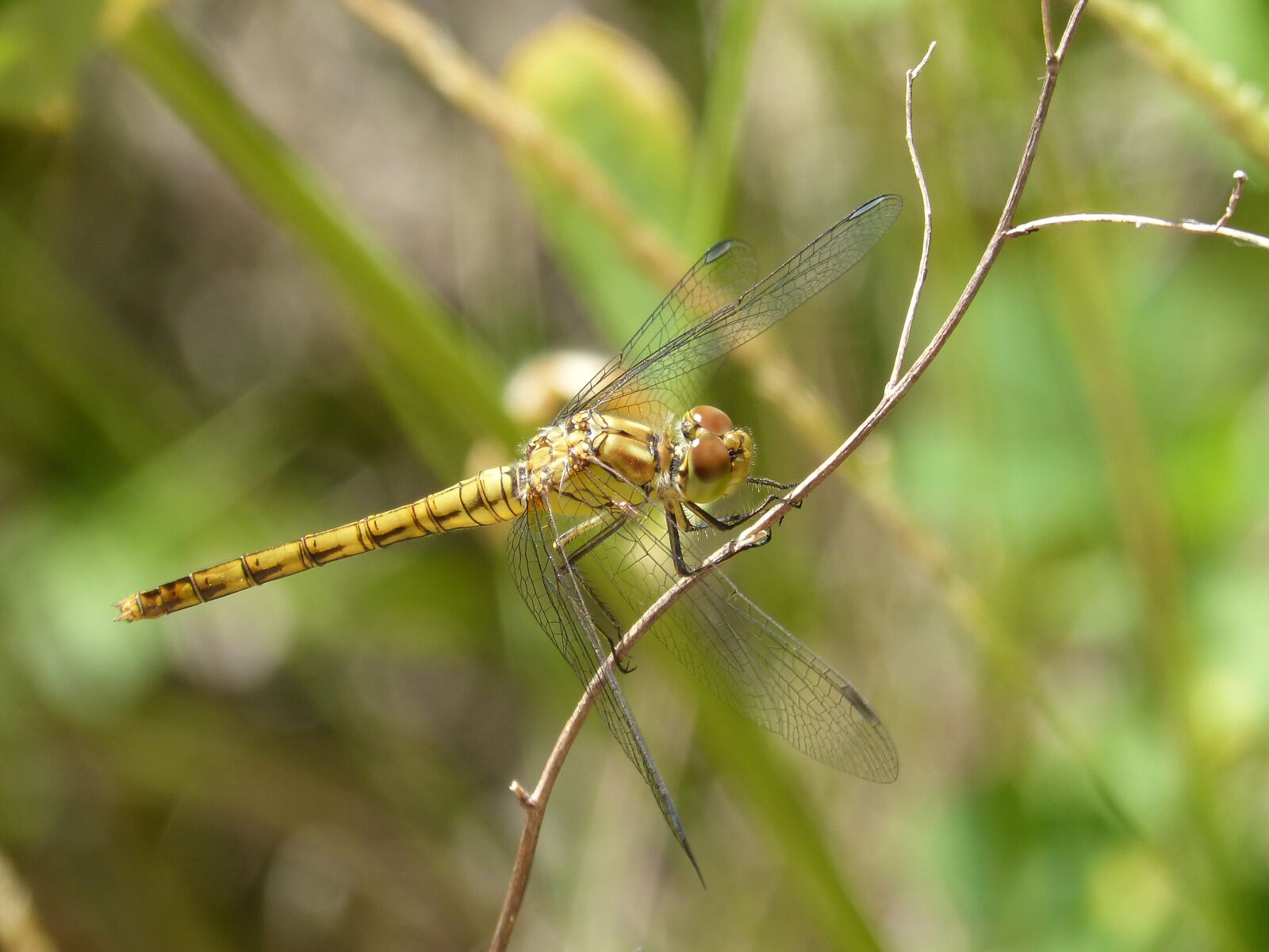Panasonic DMC-FZ62 sample photo. Dragonfly, yellow dragonfly, cordulegaster photography