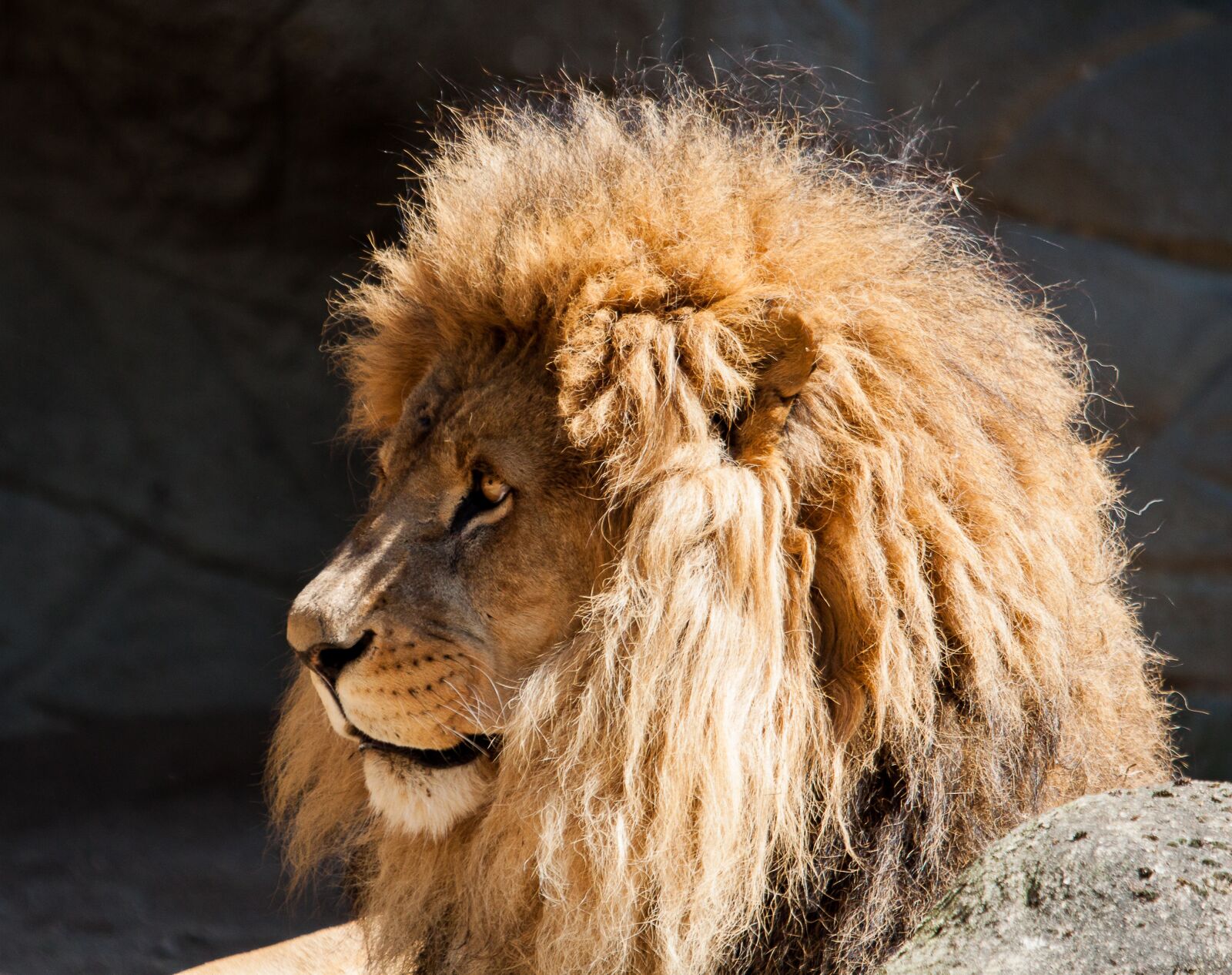 Canon EOS 50D sample photo. Lion, male, big cat photography