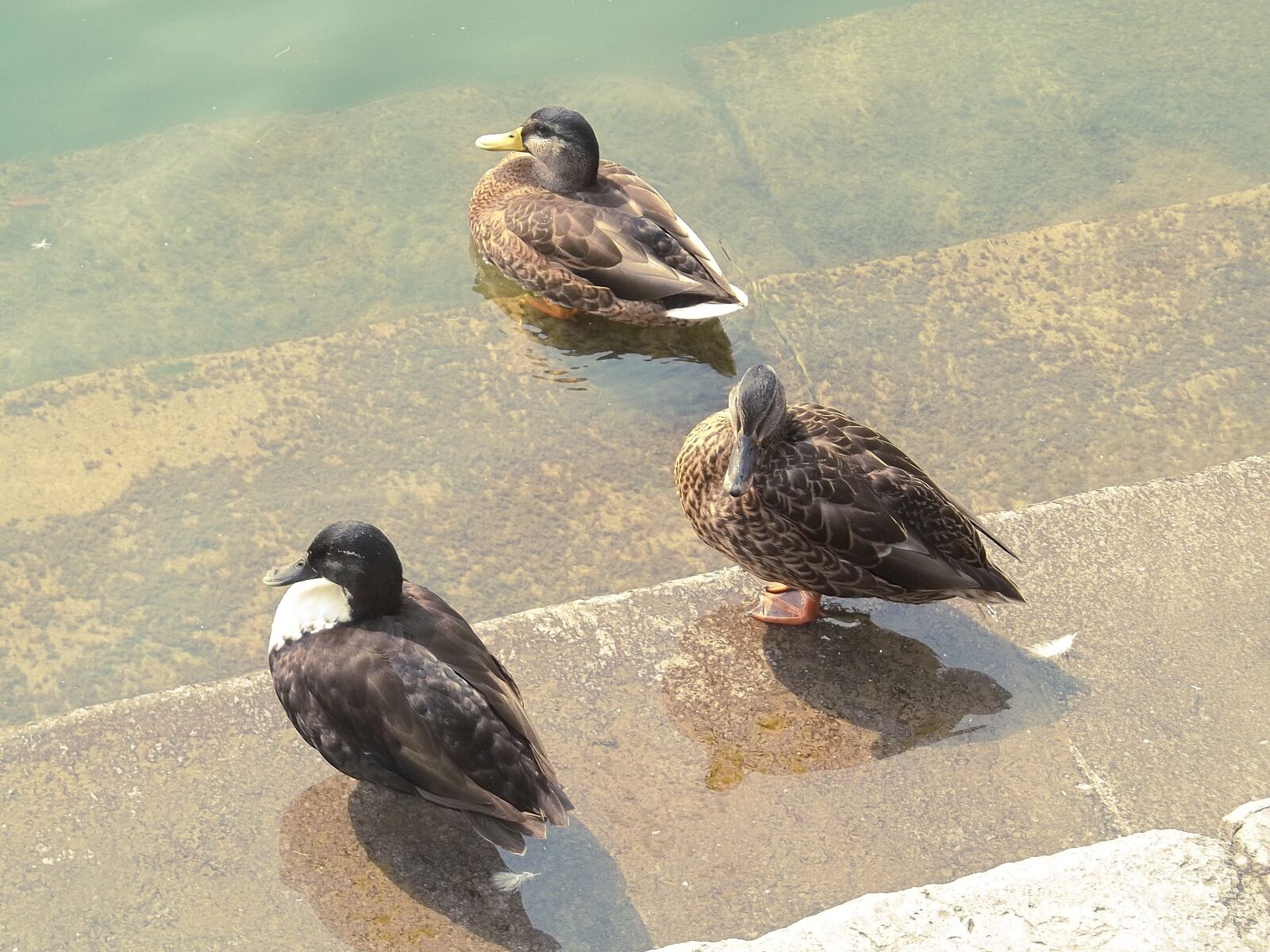 Kodak EASYSHARE C195 DIGITAL CAMERA sample photo. Ducks, bank, water photography