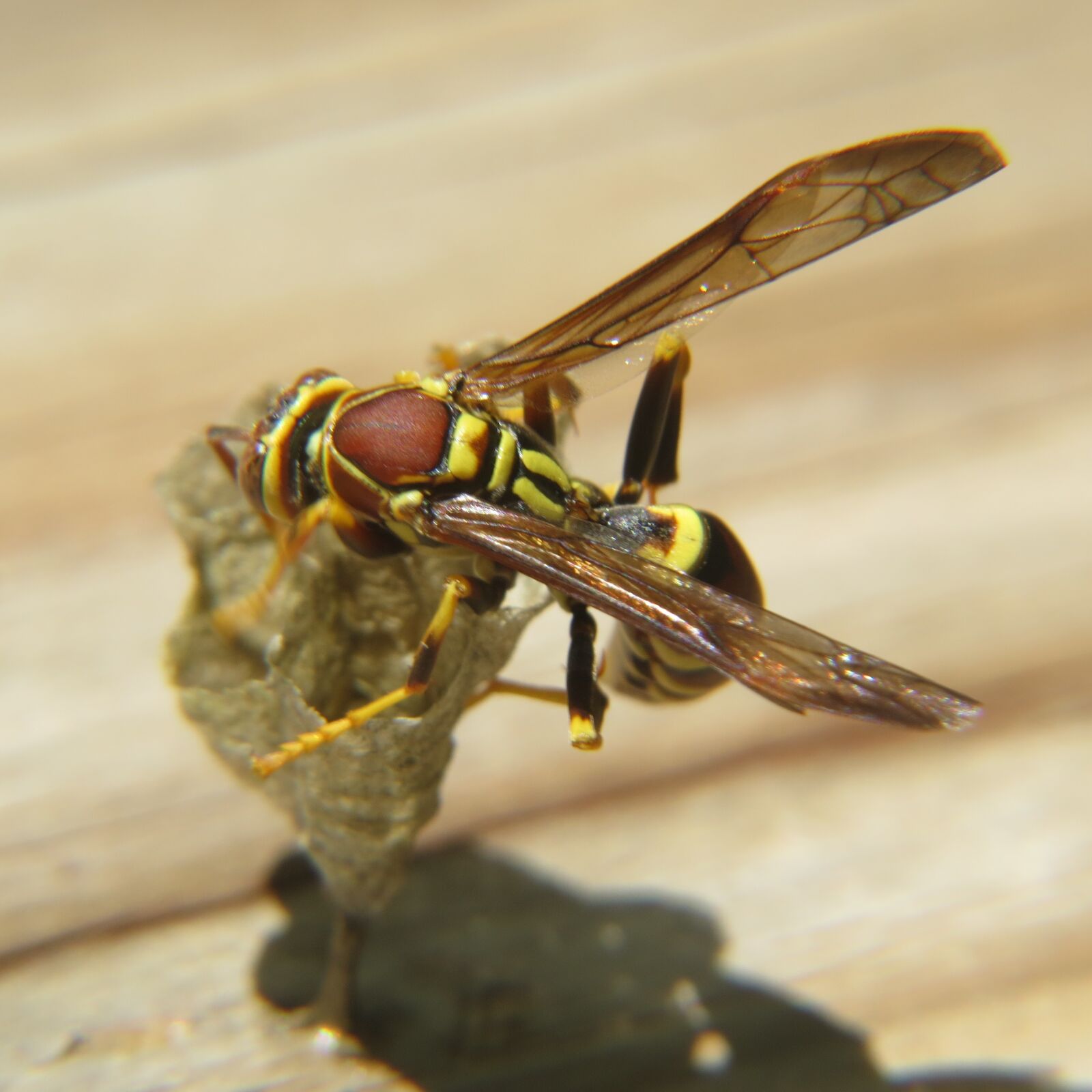 Canon PowerShot SX50 HS sample photo. Wasp, insect, yellow photography