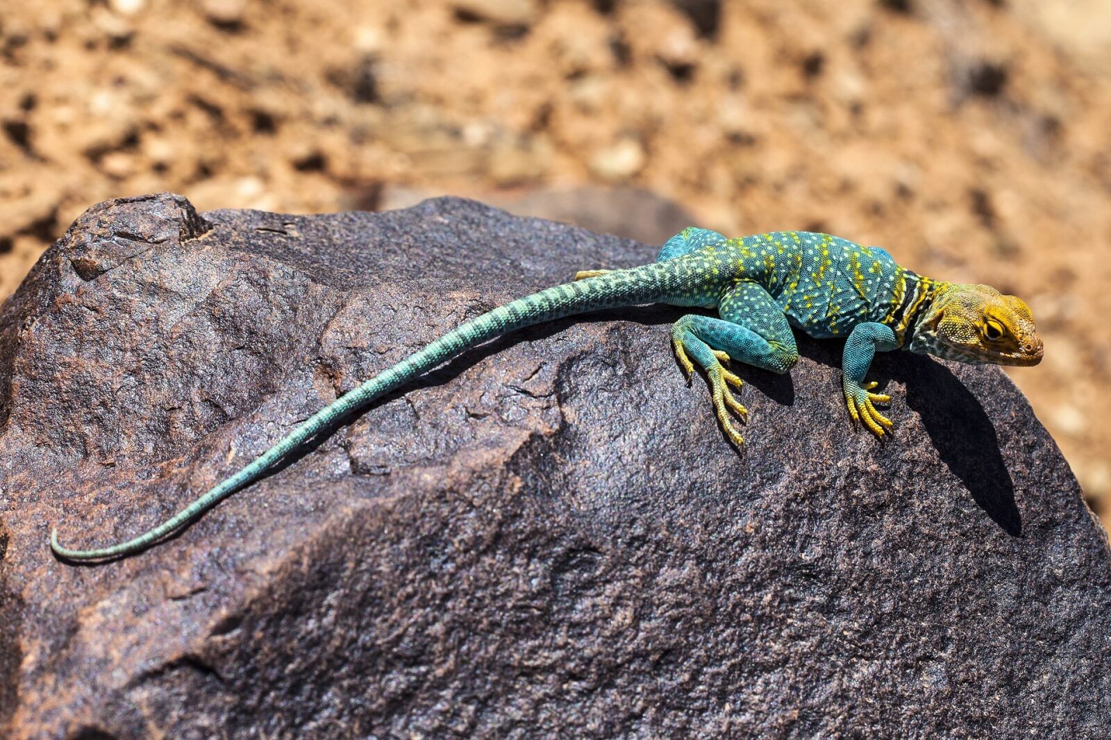 Canon EF 100mm F2.8 Macro USM sample photo. Collared lizard, reptile, portrait photography