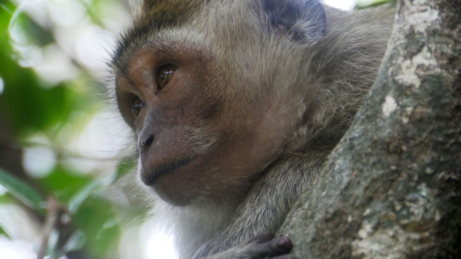 Panasonic Lumix DMC-GH4 sample photo. Monkey, animal, furry photography