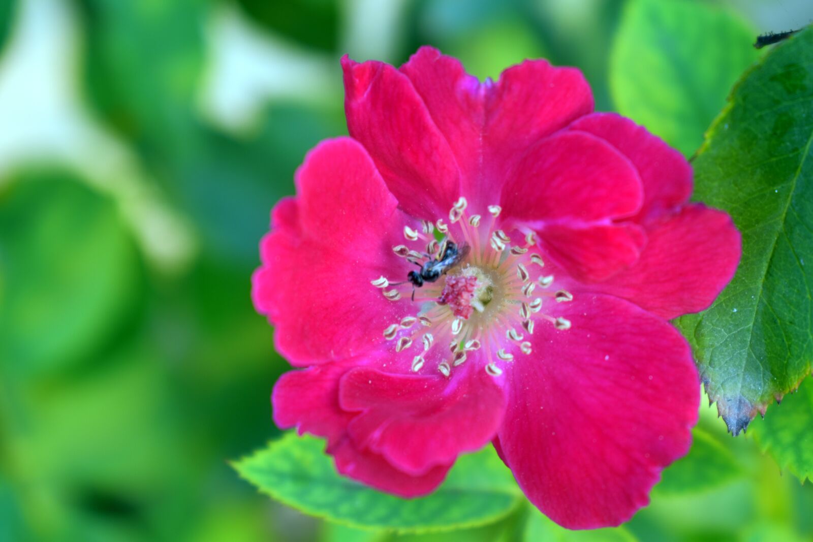 Nikon D5600 sample photo. Red rose, flower, bee photography