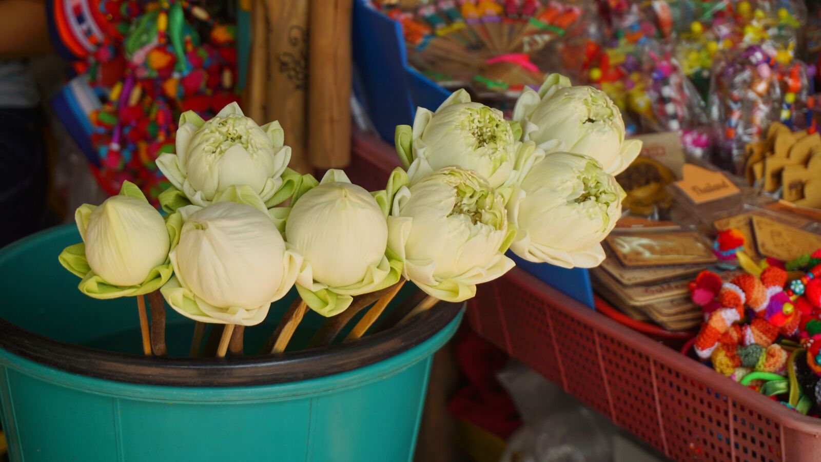 Sony a5100 sample photo. Lotus, flower, blossom photography