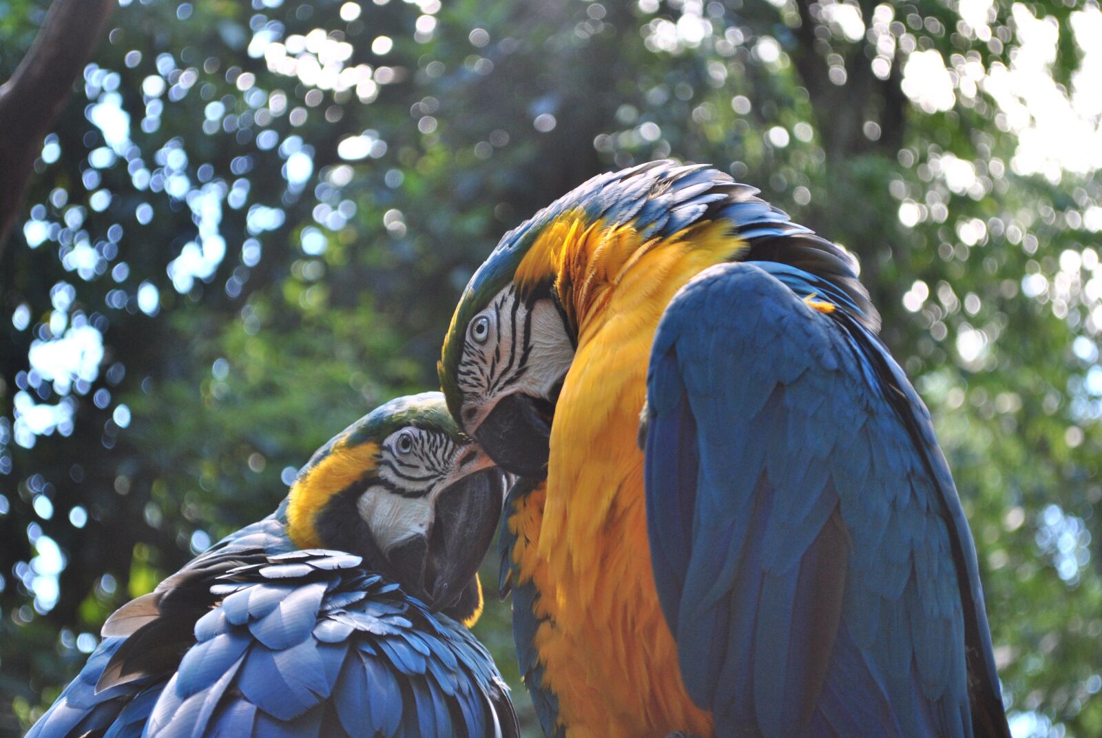 Nikon D3000 sample photo. Birds, arara, bird photography