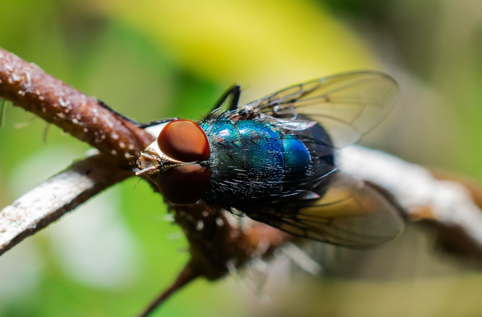 Nikon D5300 sample photo. Fly, insect, insects photography