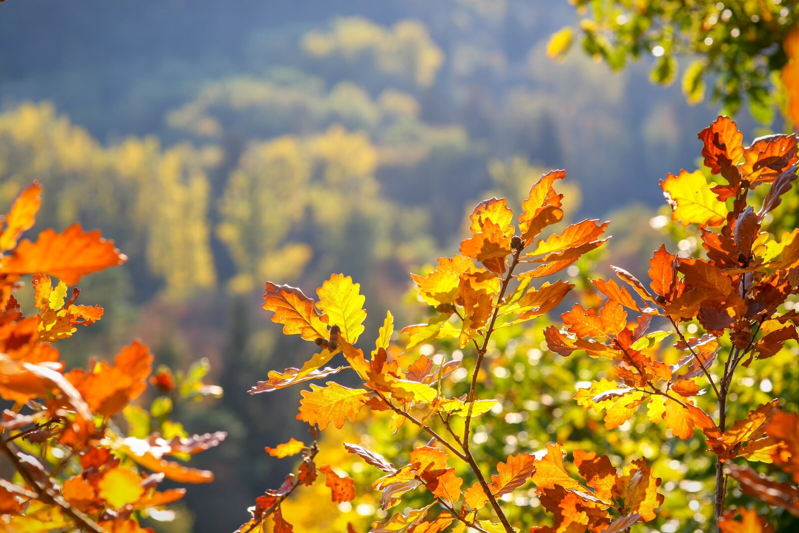 Canon EOS 5D sample photo. Oak leaves, autumn, fall photography