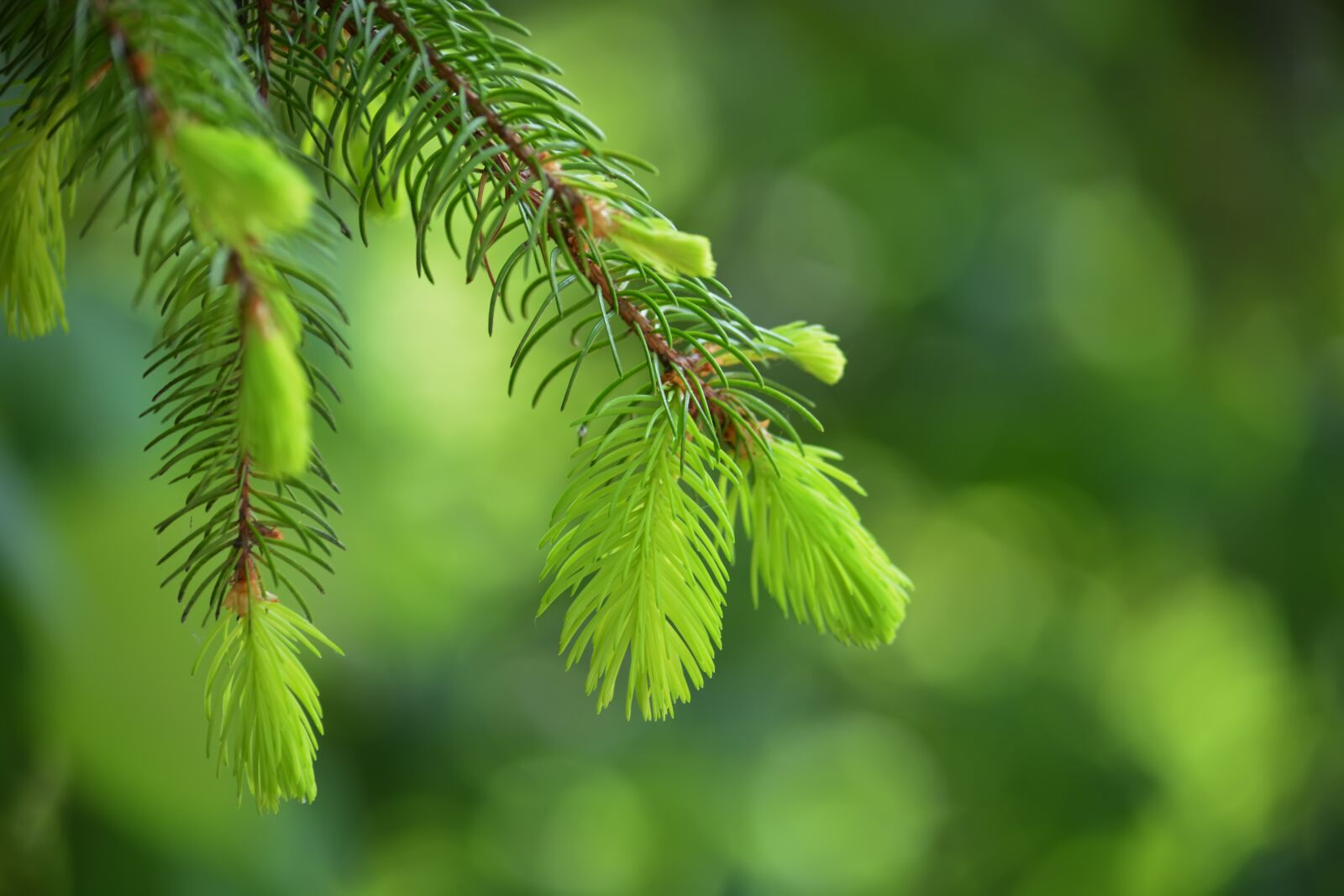 Nikon D5200 sample photo. Spruce, branch, needles photography