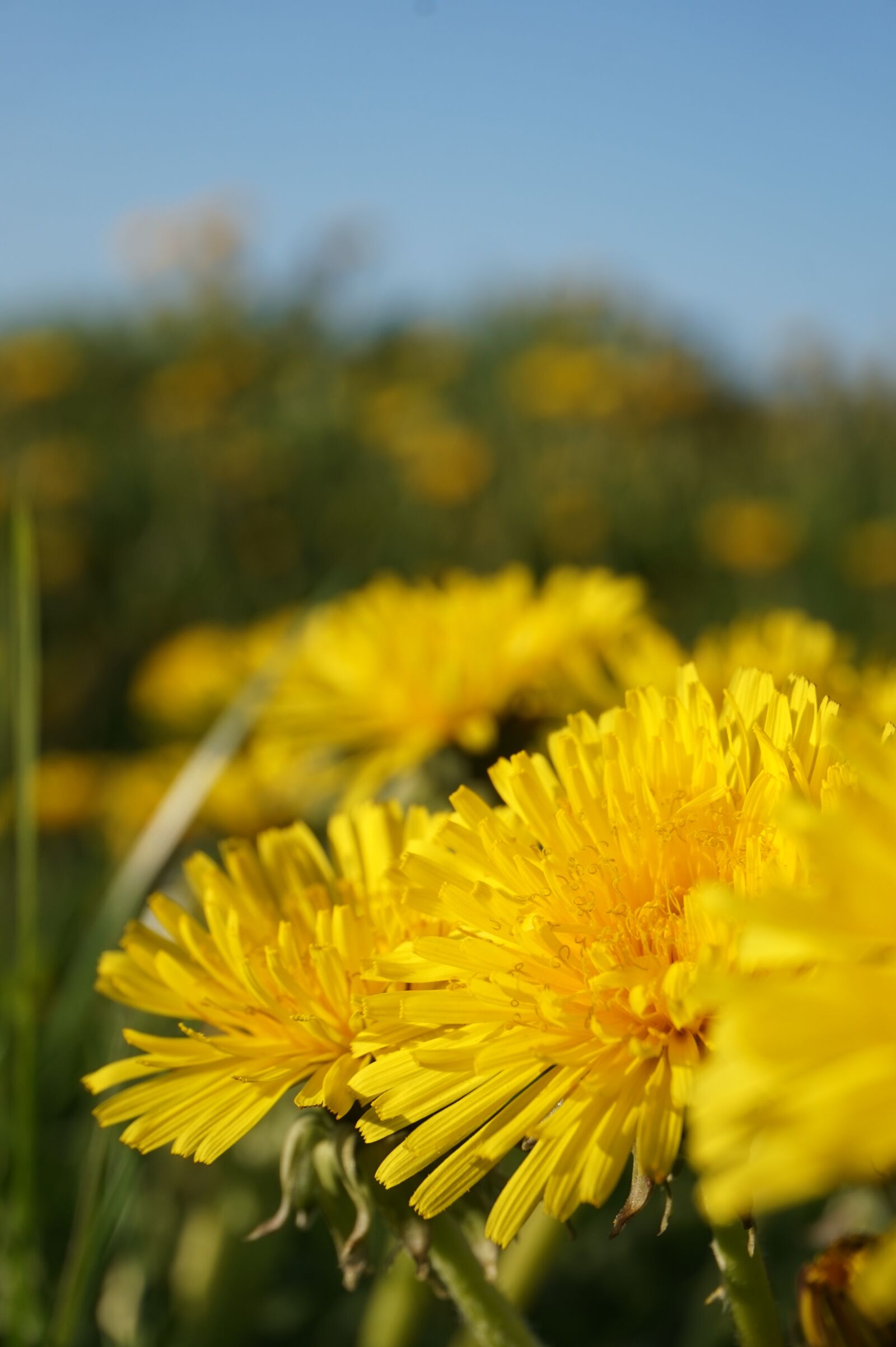 Sony E 16-50mm F3.5-5.6 PZ OSS sample photo. Dandelion, summer, nature photography