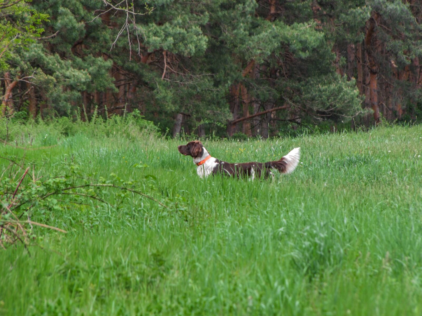 Fujifilm FinePix S100fs sample photo. Dog, munster lander, little photography