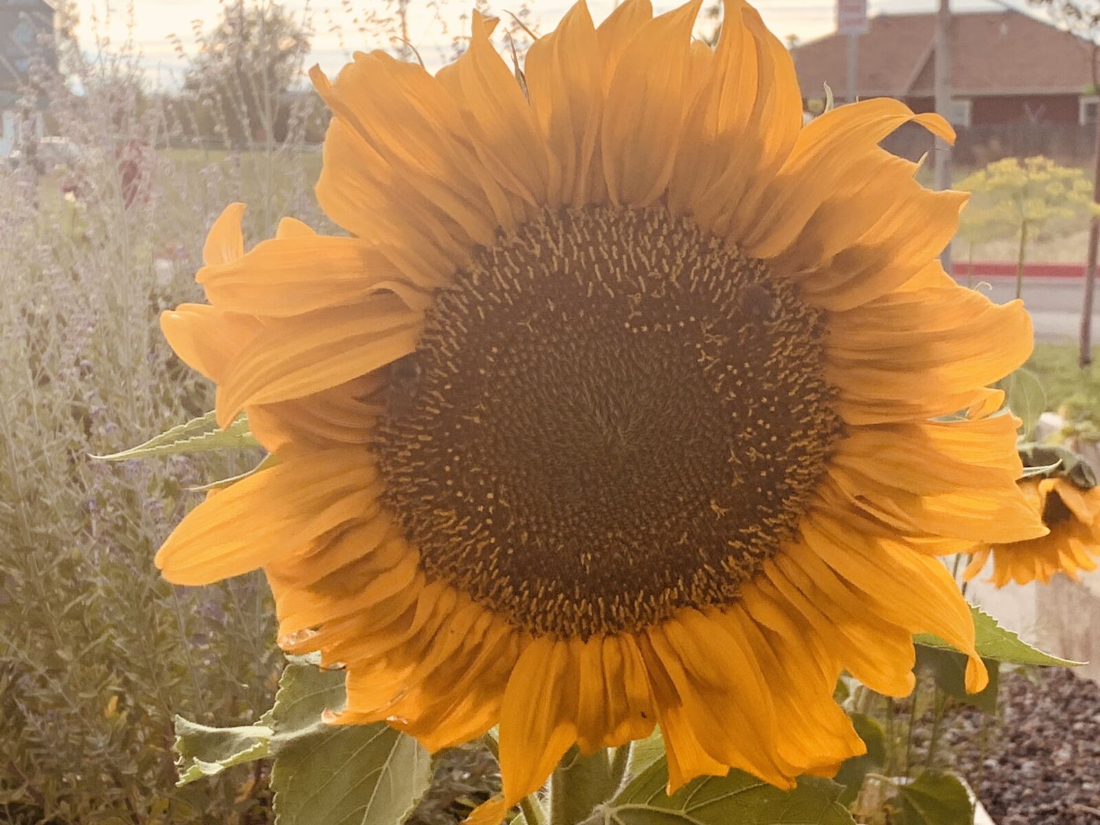 Apple iPhone XS Max sample photo. Sunflower, summer, bright photography