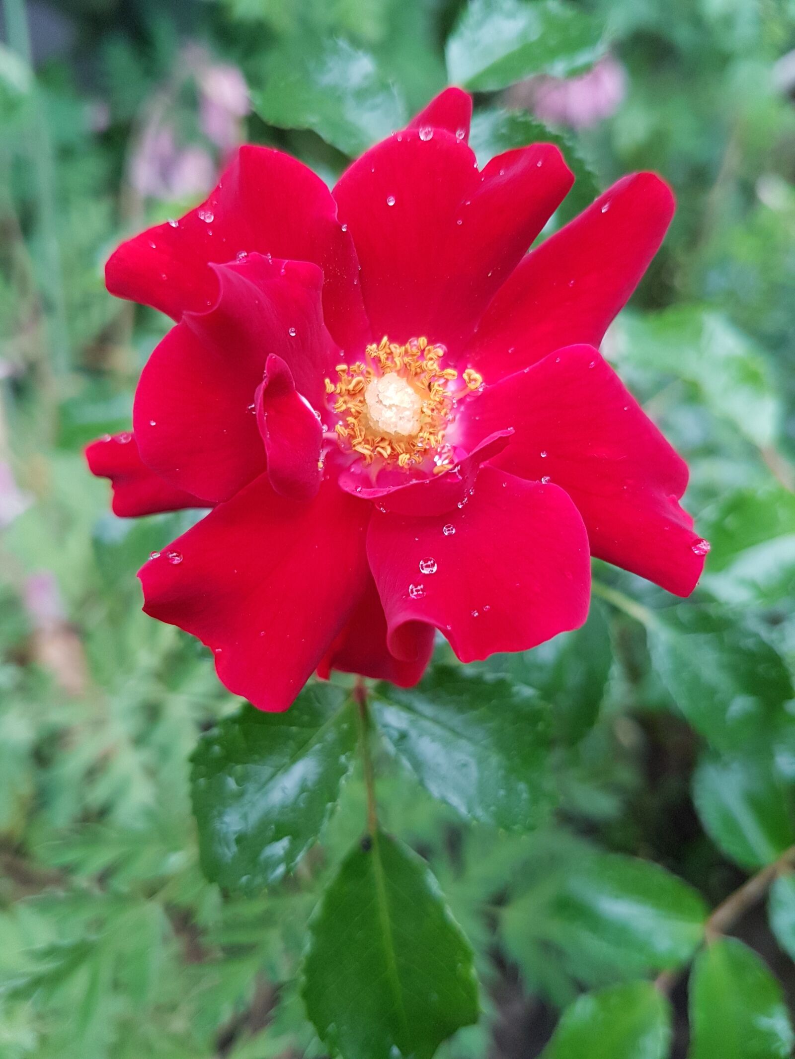 Samsung Galaxy S7 sample photo. Rose, red rose, flowers photography