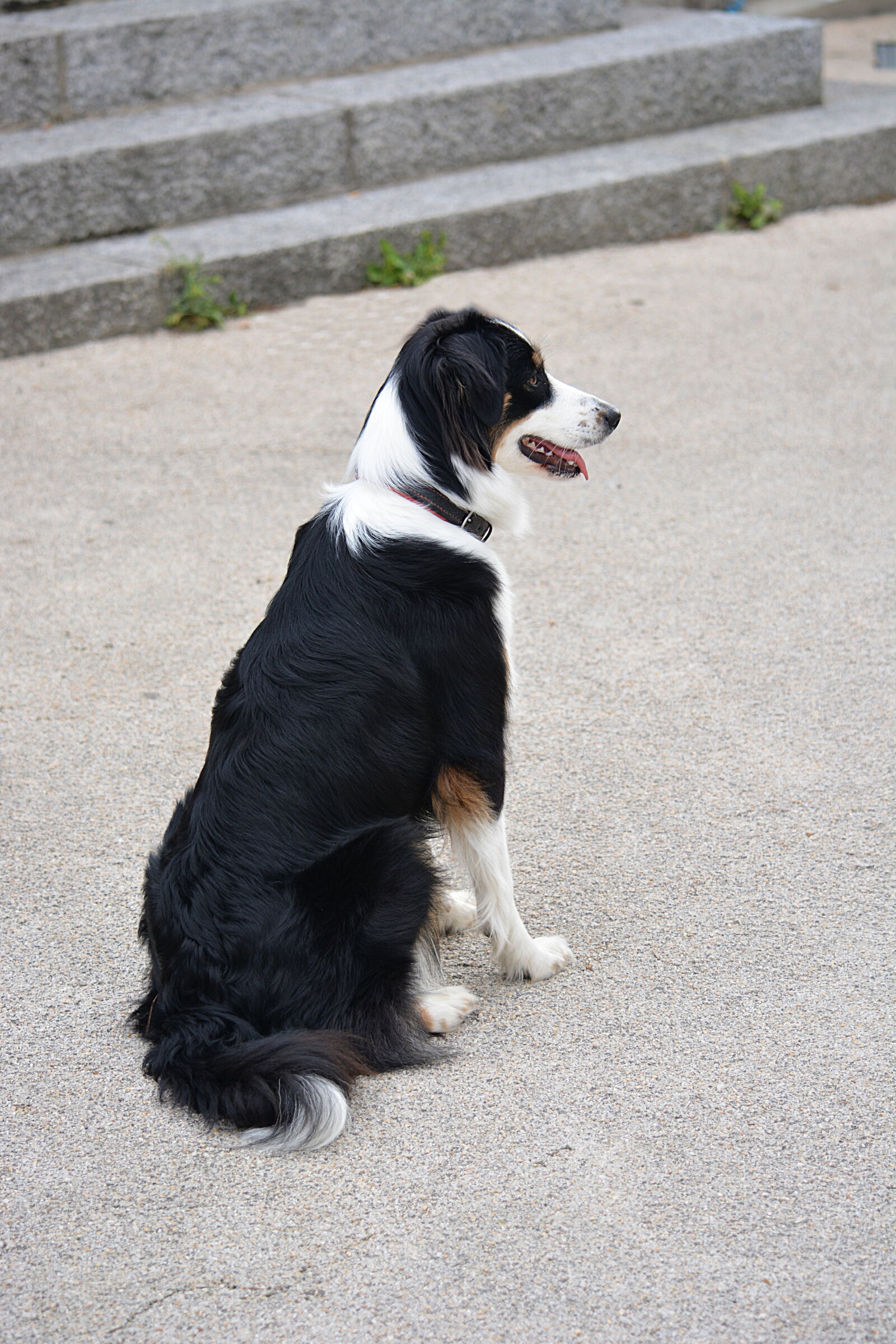 Nikon D5200 sample photo. Animaux, de, compagnie, animaux photography
