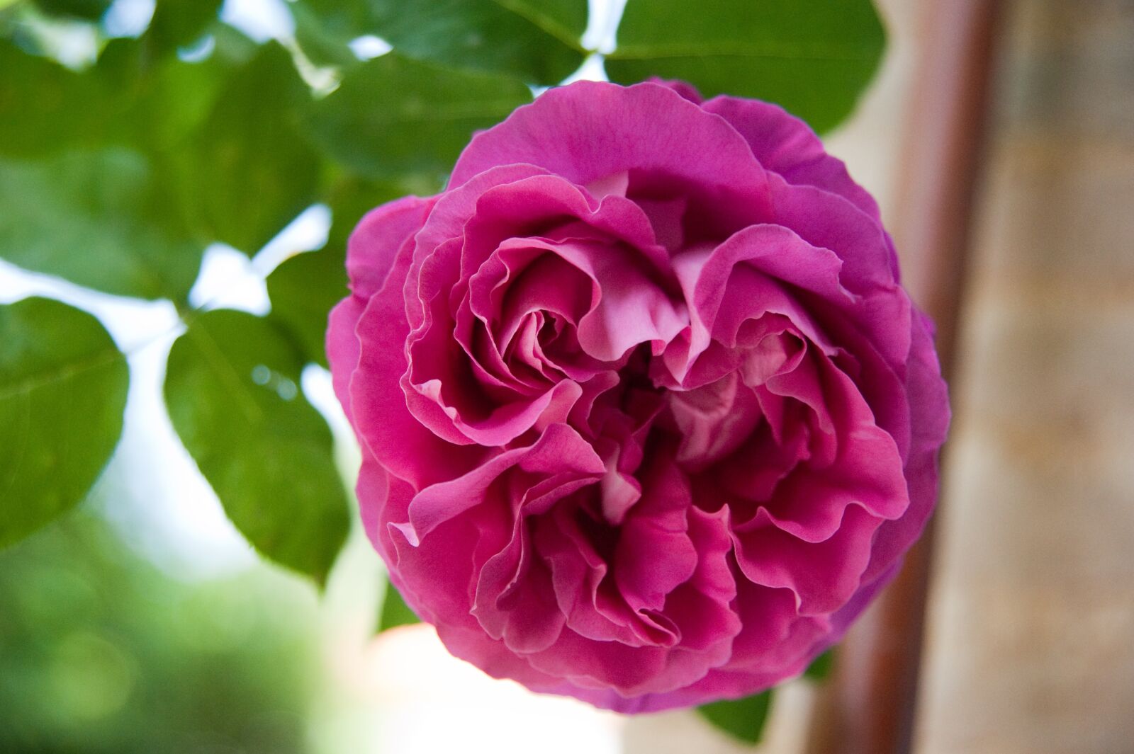 Nikon D700 sample photo. Flower, roses, petals photography