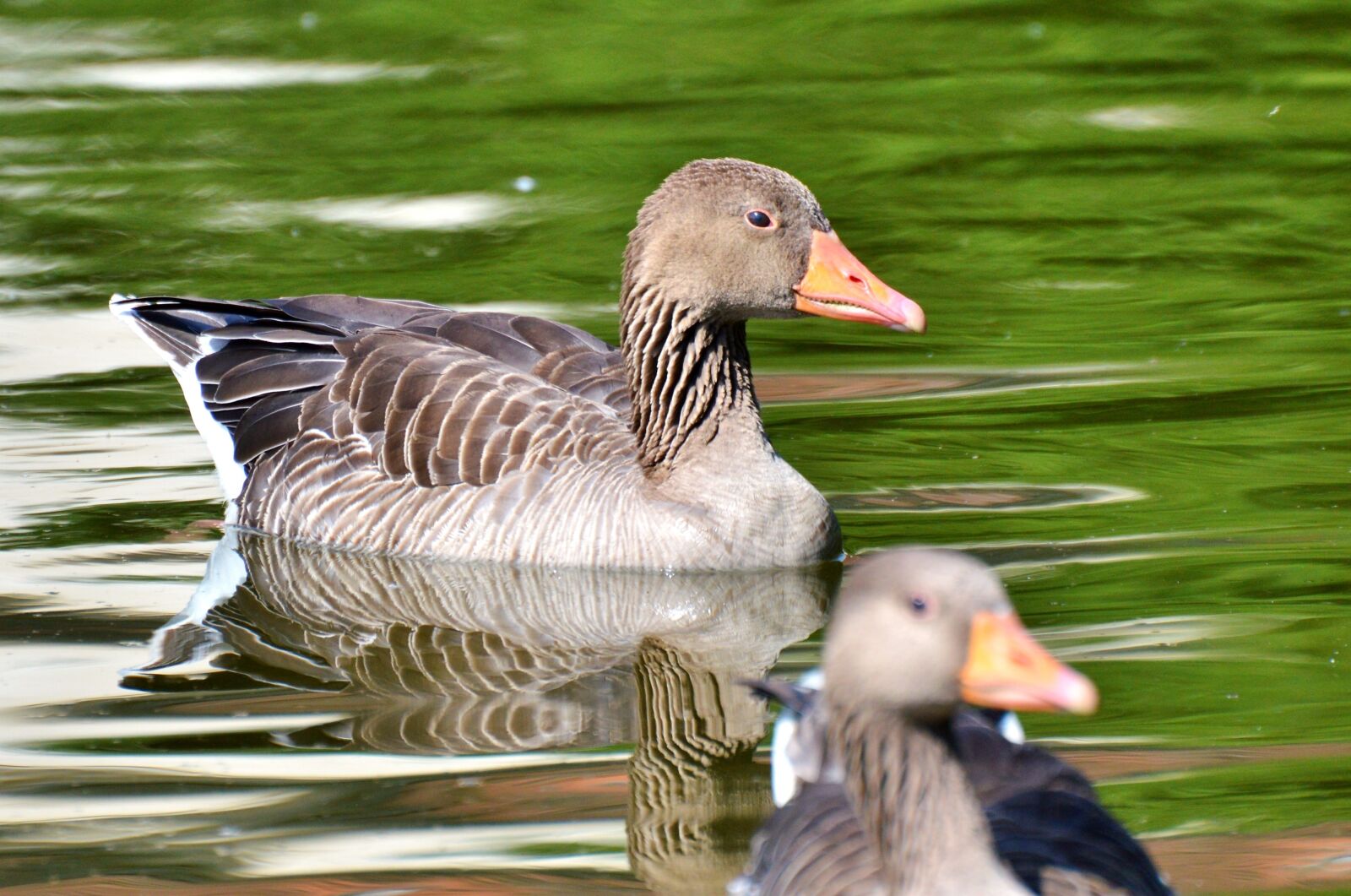 Nikon D3200 sample photo. Wild goose, goose, bird photography