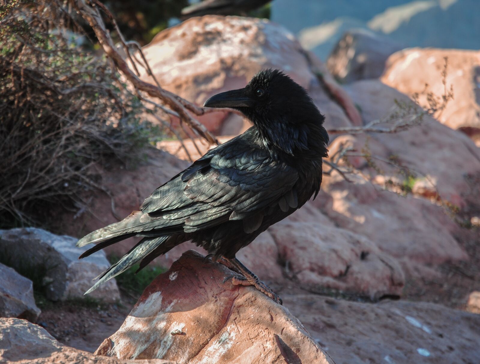 Nikon D3000 sample photo. Nature, birds, wild life photography
