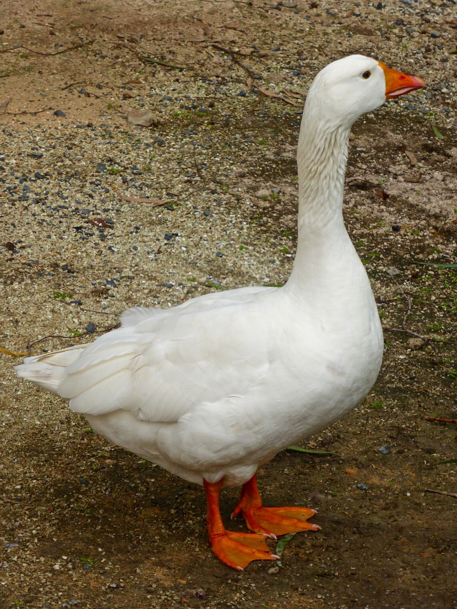 Panasonic DMC-TZ41 sample photo. Goose, white, domestic photography