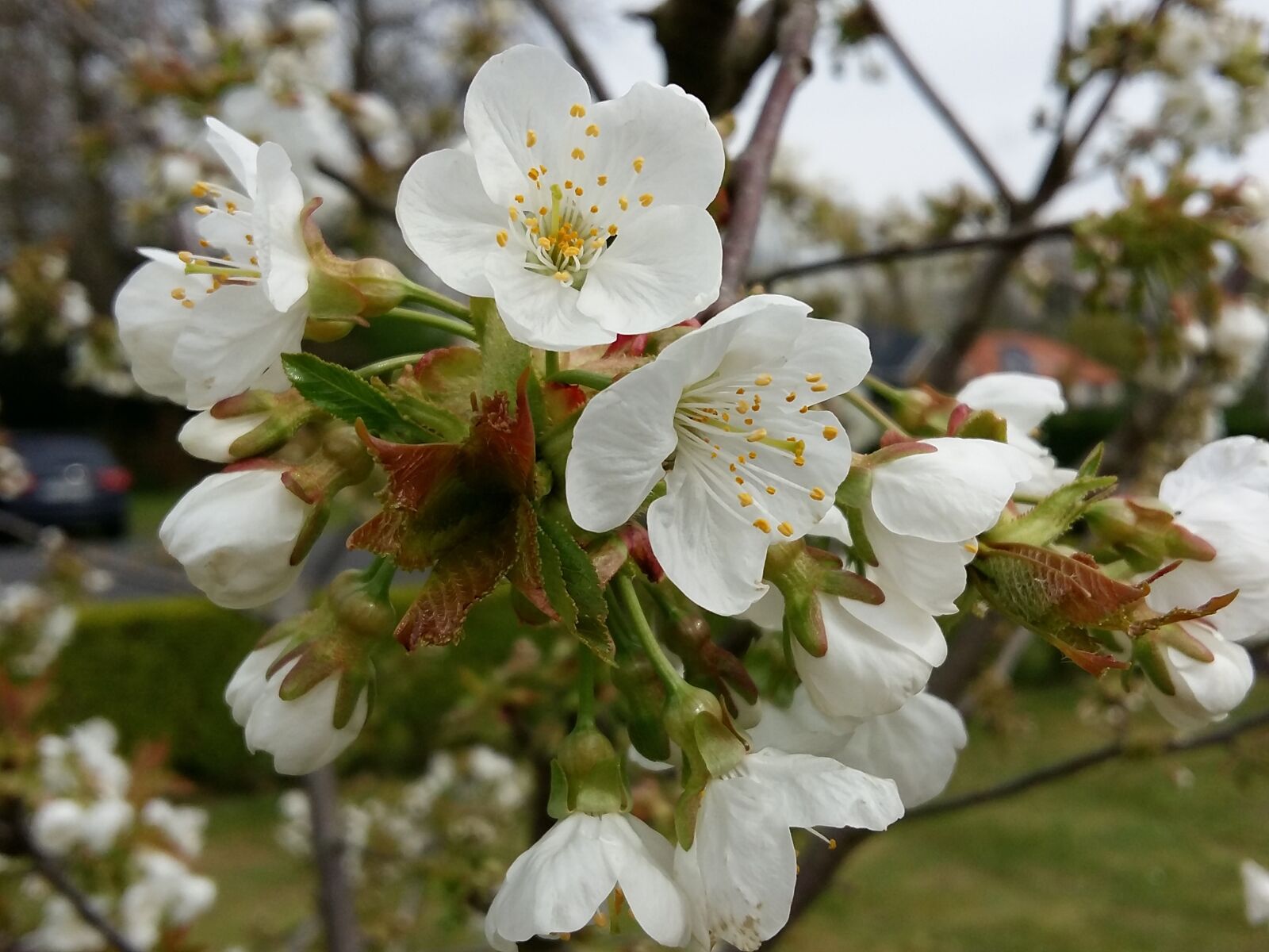 Samsung Galaxy A5 sample photo. Spring, fruit tree, flowering photography