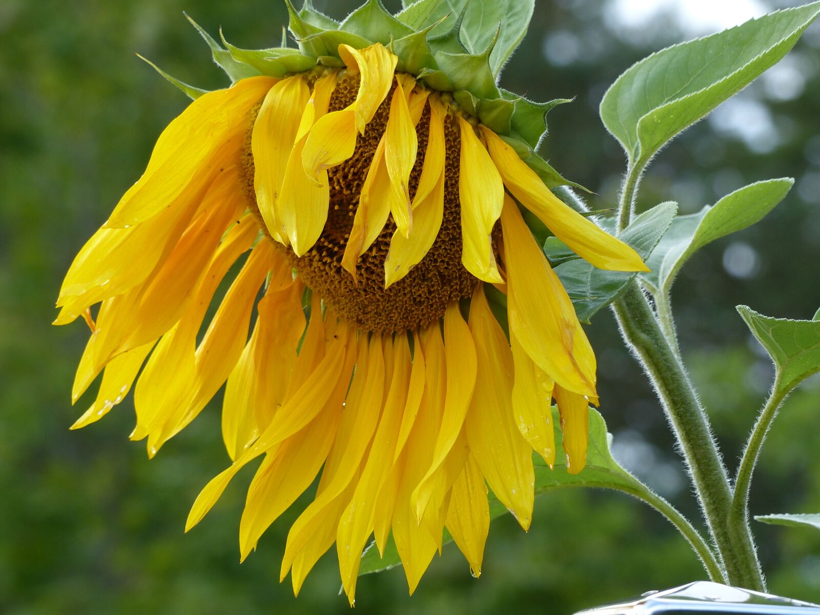 Panasonic Lumix DMC-FZ200 sample photo. Sunflower, stem, flower photography