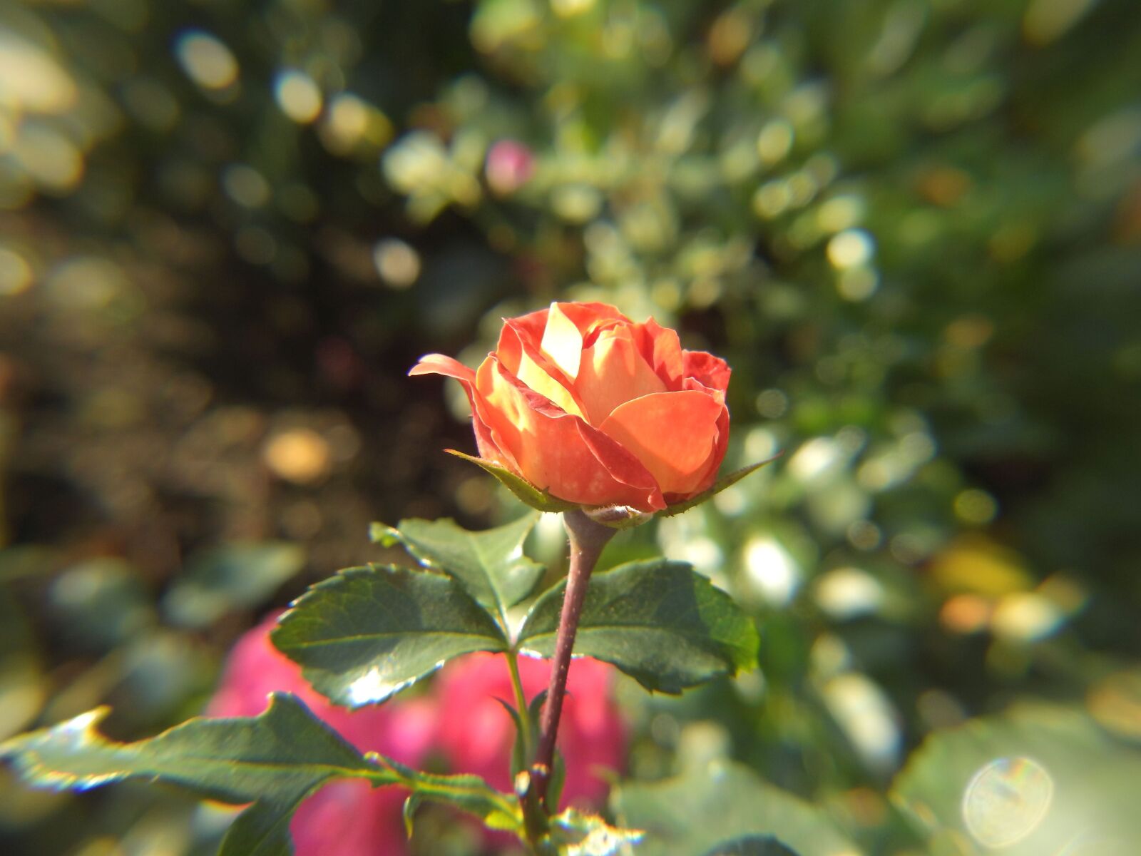 Nikon Coolpix P900 sample photo. Rose, flower, flora photography