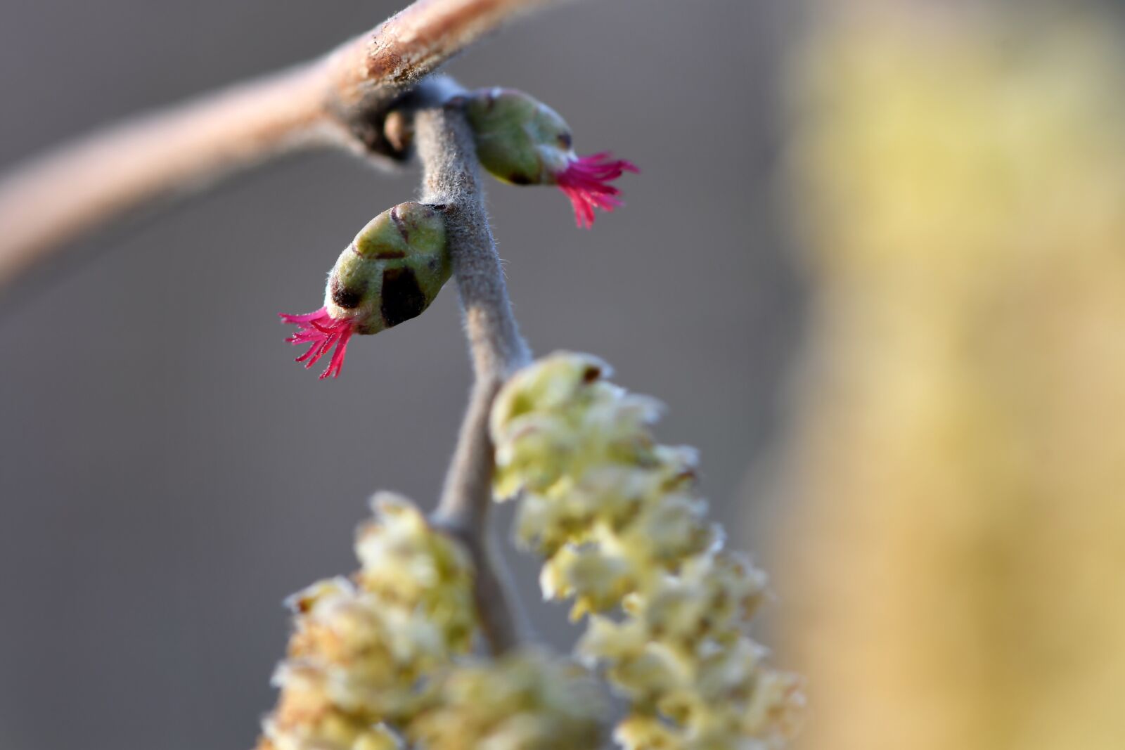 Nikon D500 sample photo. Lamb's tail, hazelnut, spring photography