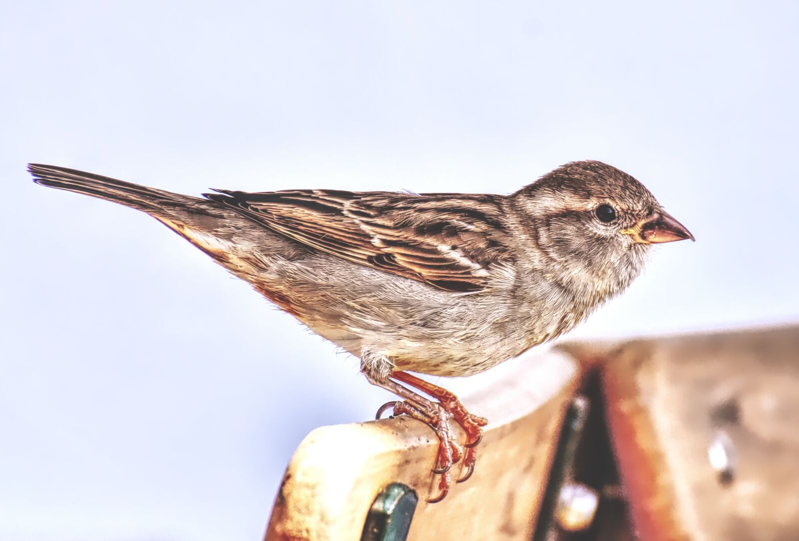 Nikon D7200 sample photo. Sparrow, bird, plumage photography