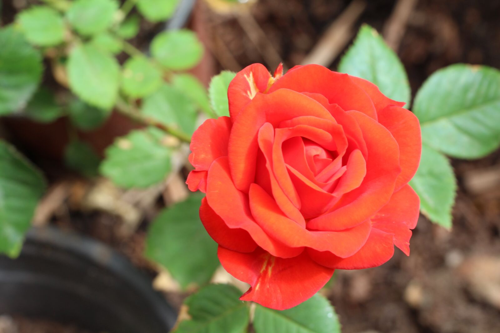 Canon EOS 1200D (EOS Rebel T5 / EOS Kiss X70 / EOS Hi) sample photo. Rosa, red, petals photography