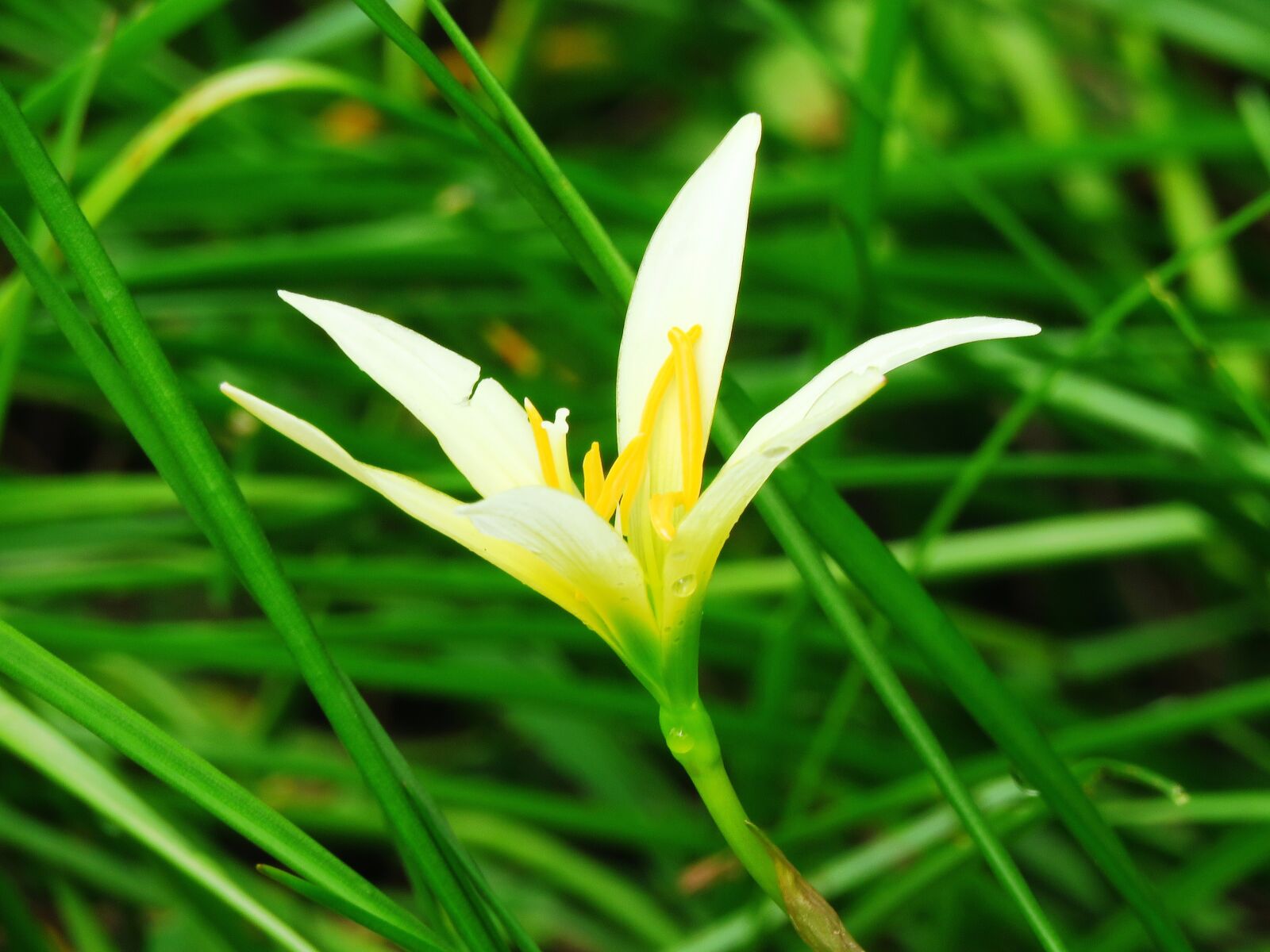 Canon PowerShot SX60 HS sample photo. Flower, fresh, nature photography