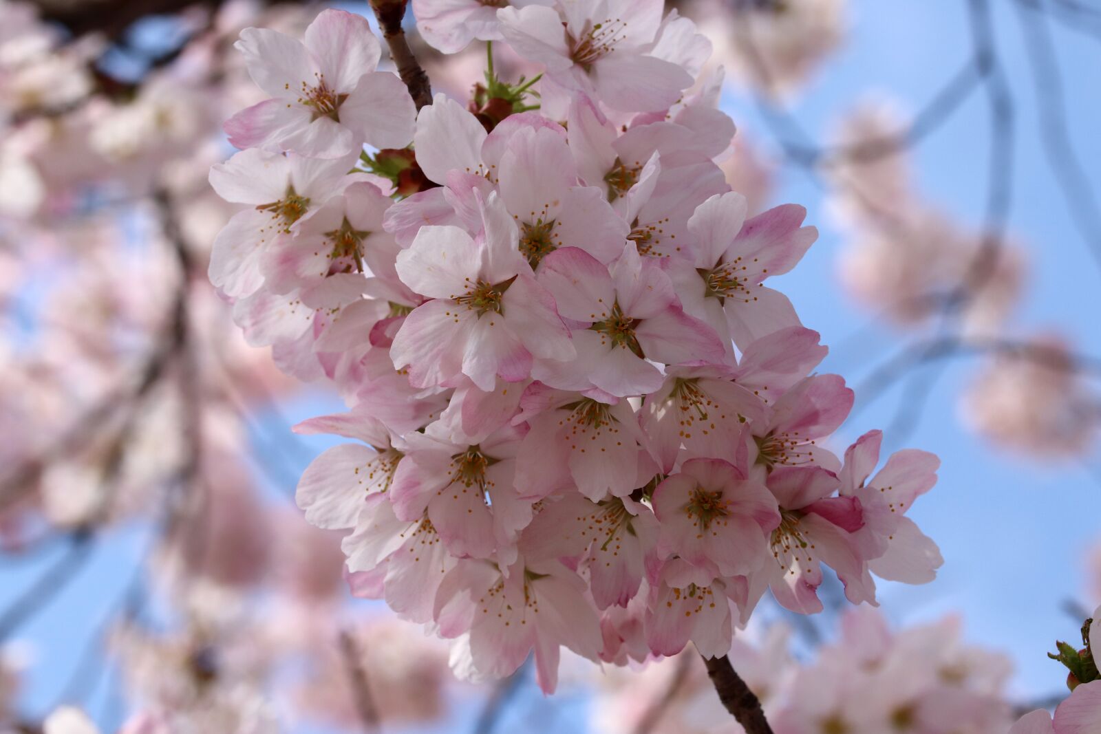 Canon EOS 800D (EOS Rebel T7i / EOS Kiss X9i) + Tamron SP 90mm F2.8 Di VC USD 1:1 Macro sample photo. Cherry blossom, cherry tree photography
