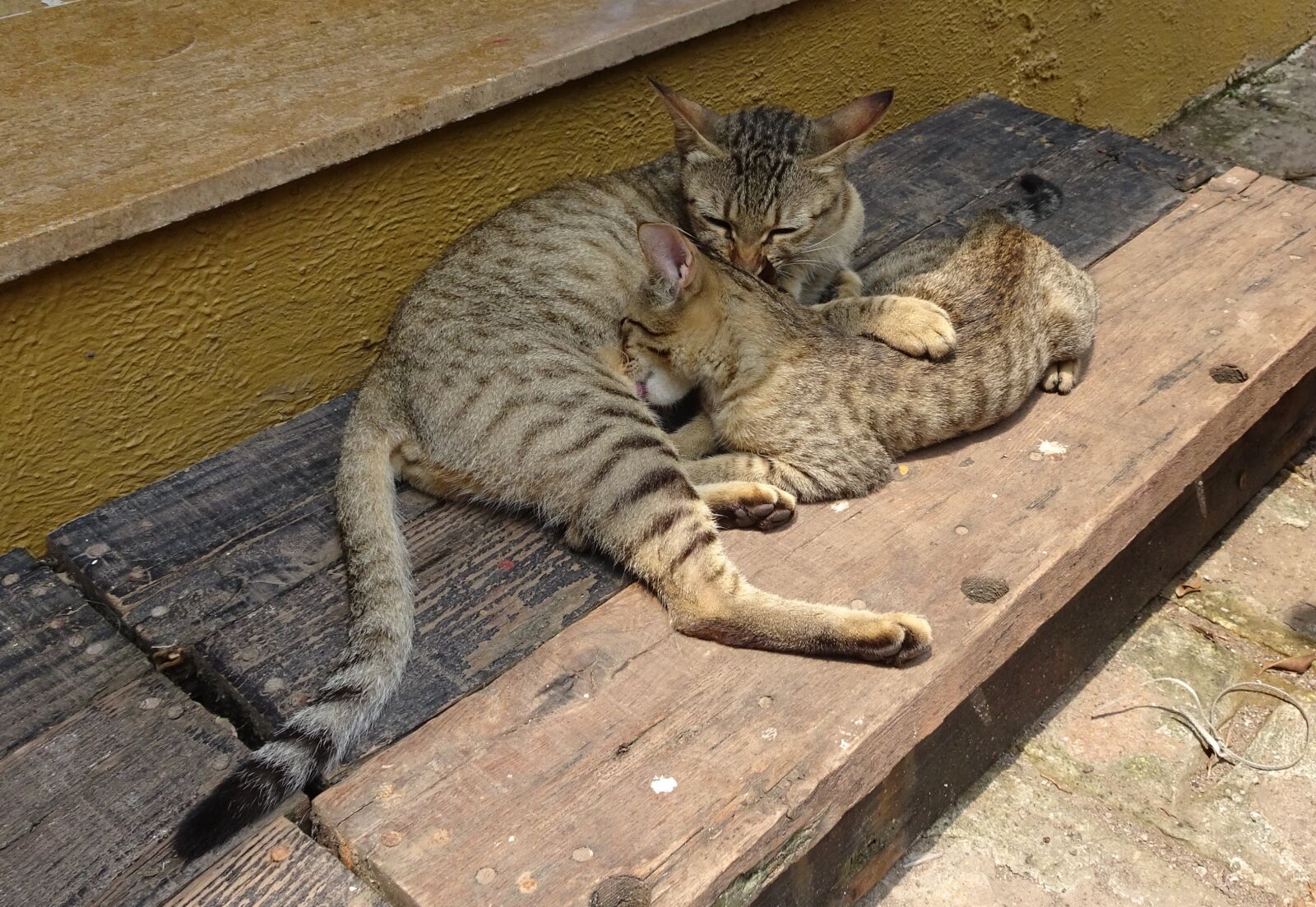 Sony Cyber-shot DSC-HX90V sample photo. Bengal cat, kitten, suckling photography