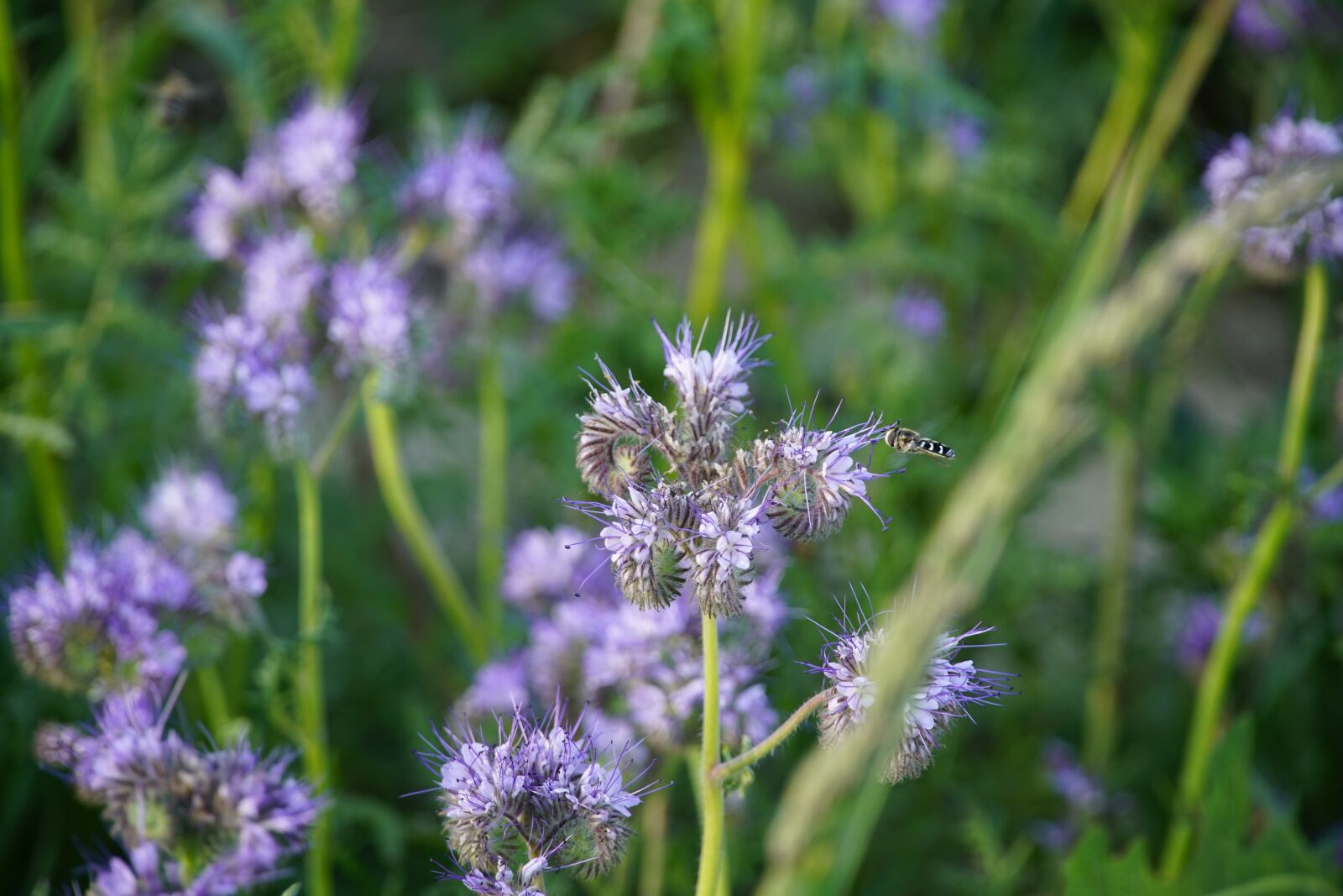 Sony a7R II + Sony E PZ 18-105mm F4 G OSS sample photo. Phacelia, bee friendly, syrphidae photography