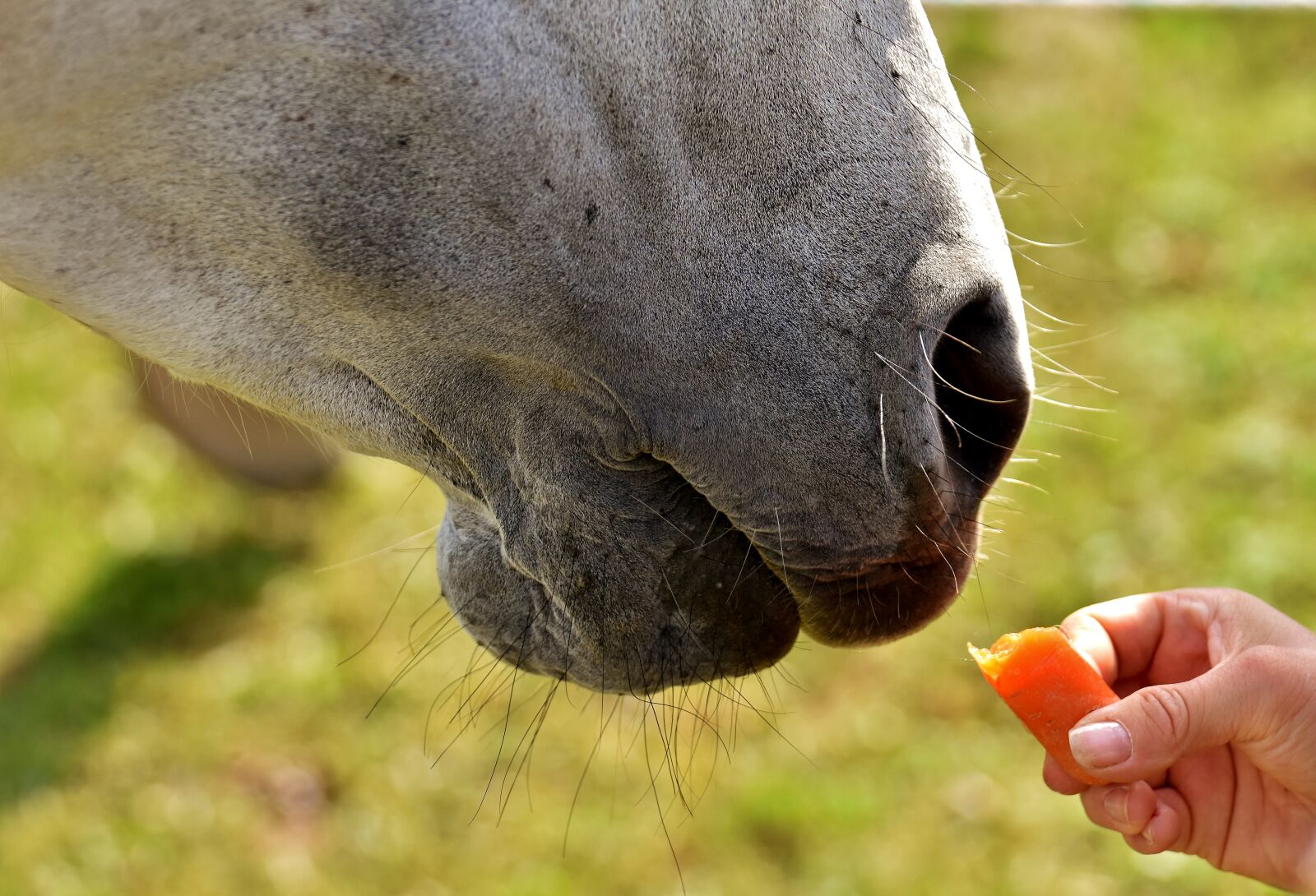 Nikon D7200 sample photo. Mold, horse, love for photography