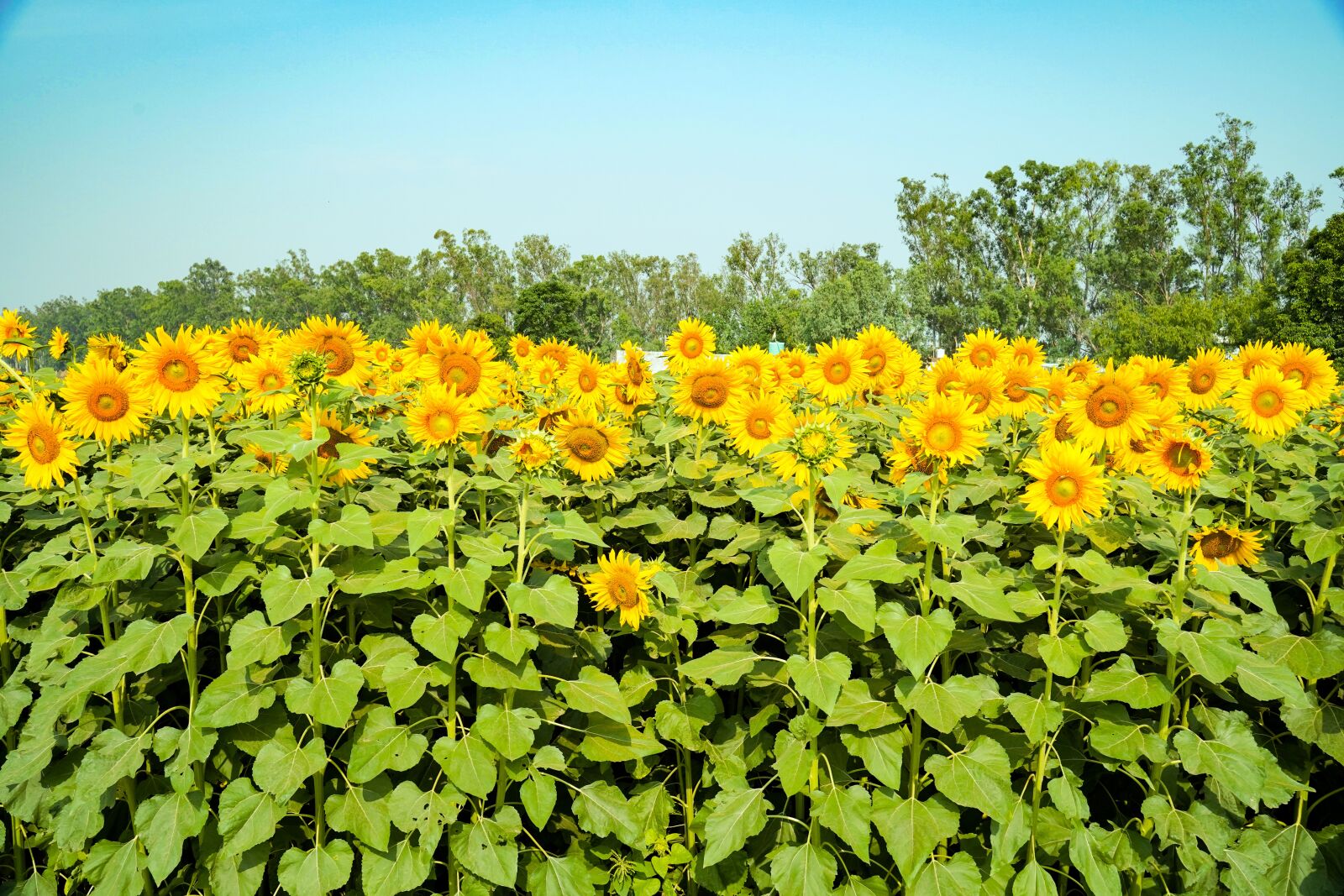Sony a7 III + Tamron 28-75mm F2.8 Di III RXD sample photo. Flower, sunflower, nature photography