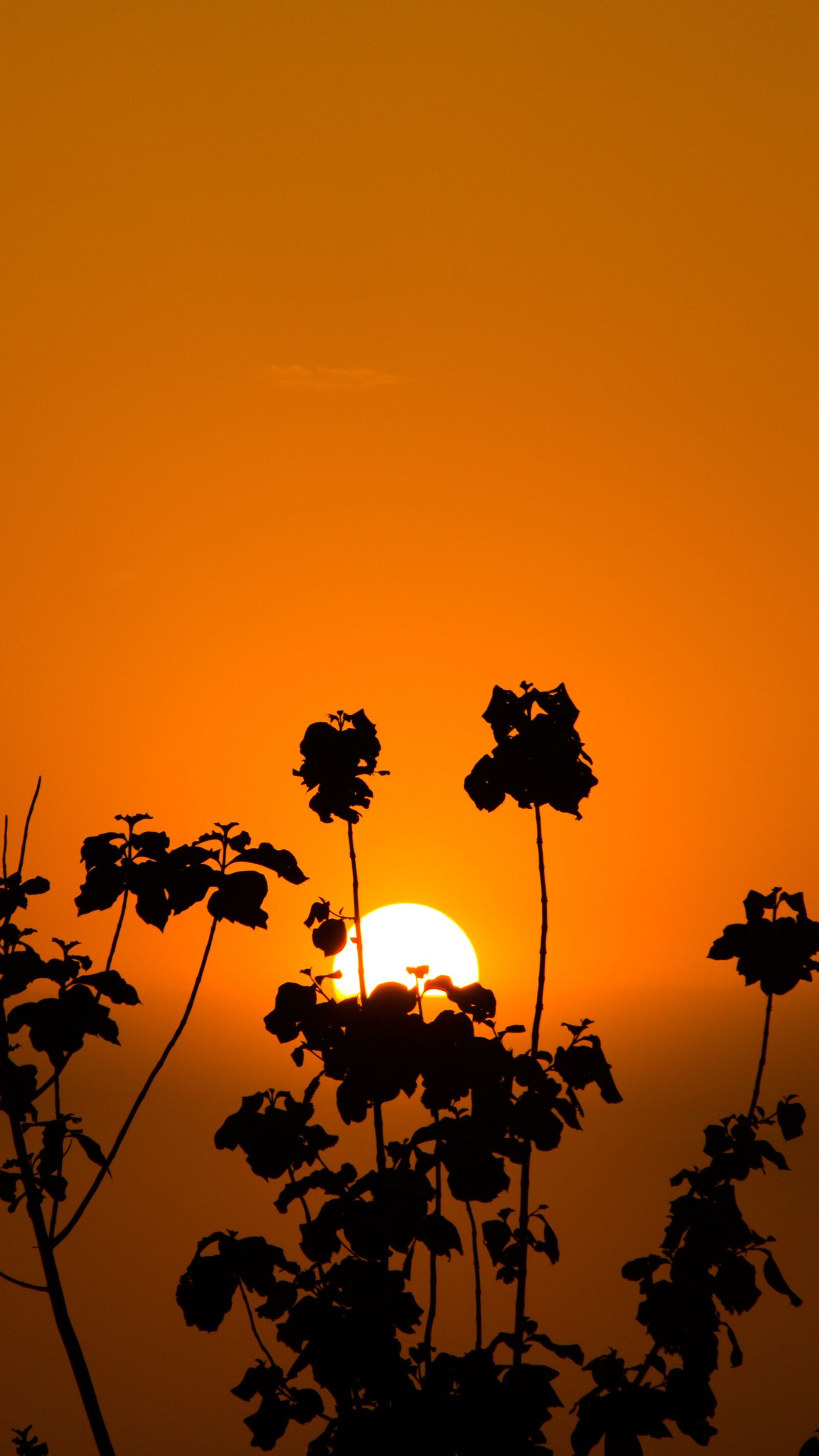 Canon EOS 700D (EOS Rebel T5i / EOS Kiss X7i) sample photo. Earth hour, sunset, trees photography