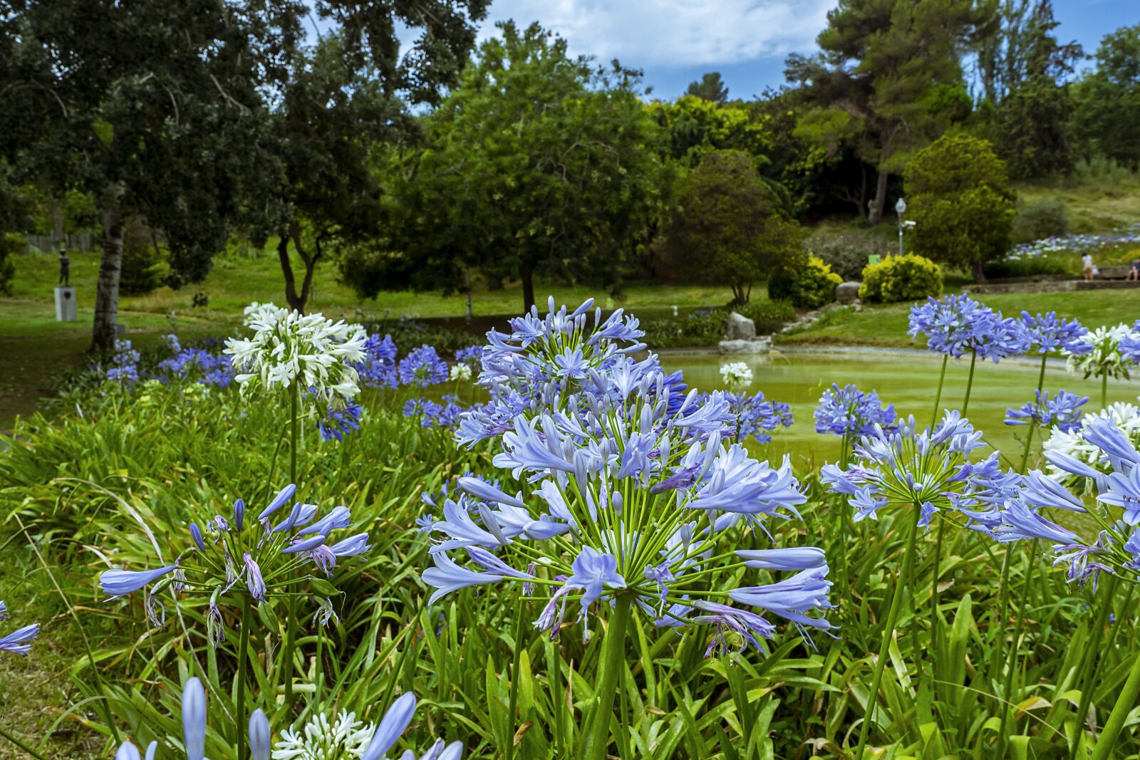 Olympus OM-D E-M1 sample photo. Flowers, plants, park photography
