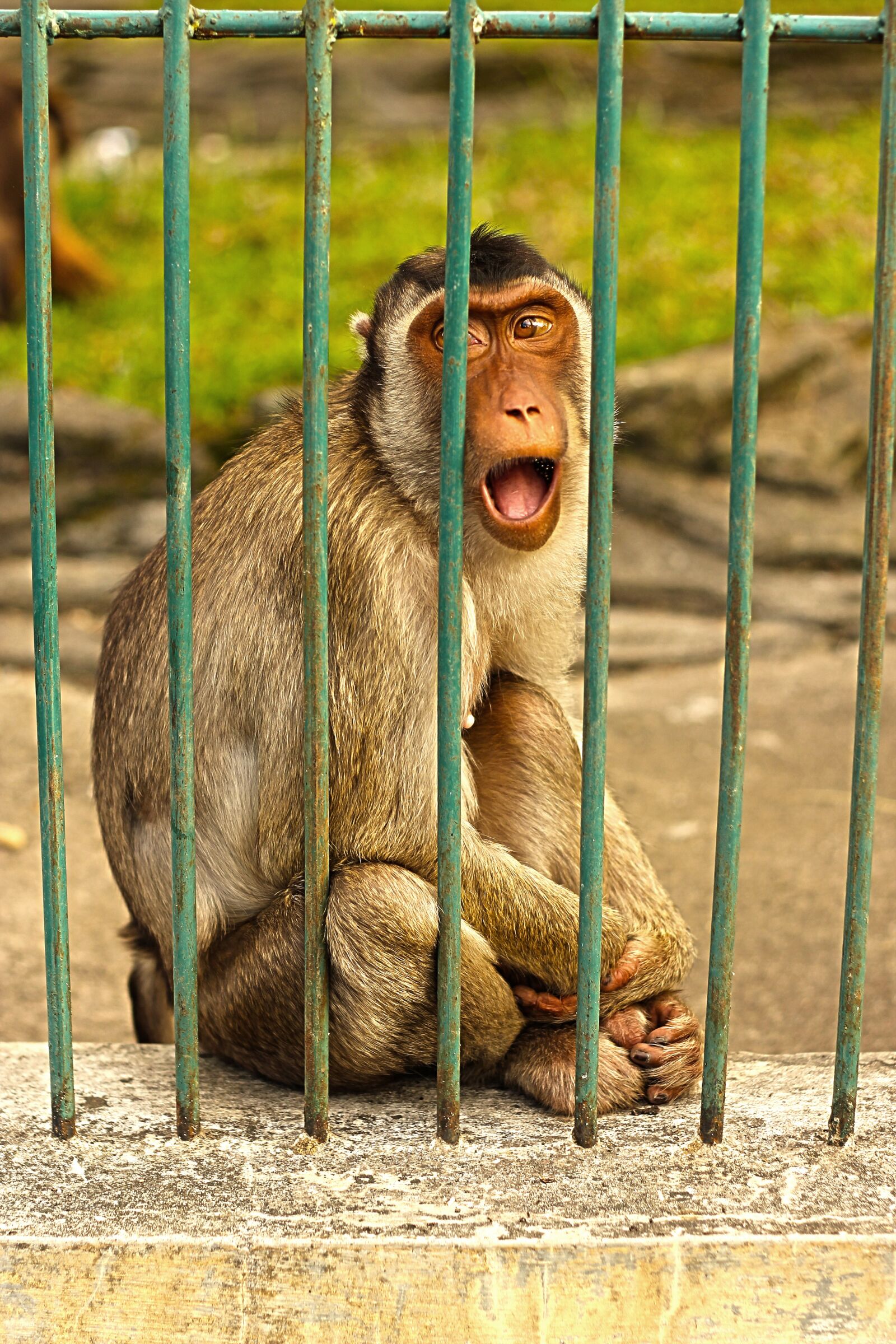Canon EOS 550D (EOS Rebel T2i / EOS Kiss X4) sample photo. Monkey, primate, face photography