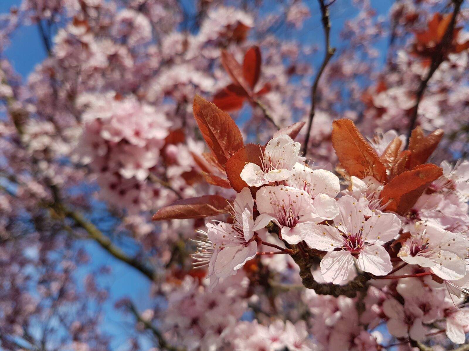 Samsung Galaxy S7 Edge sample photo. Blossom, pink, spring photography