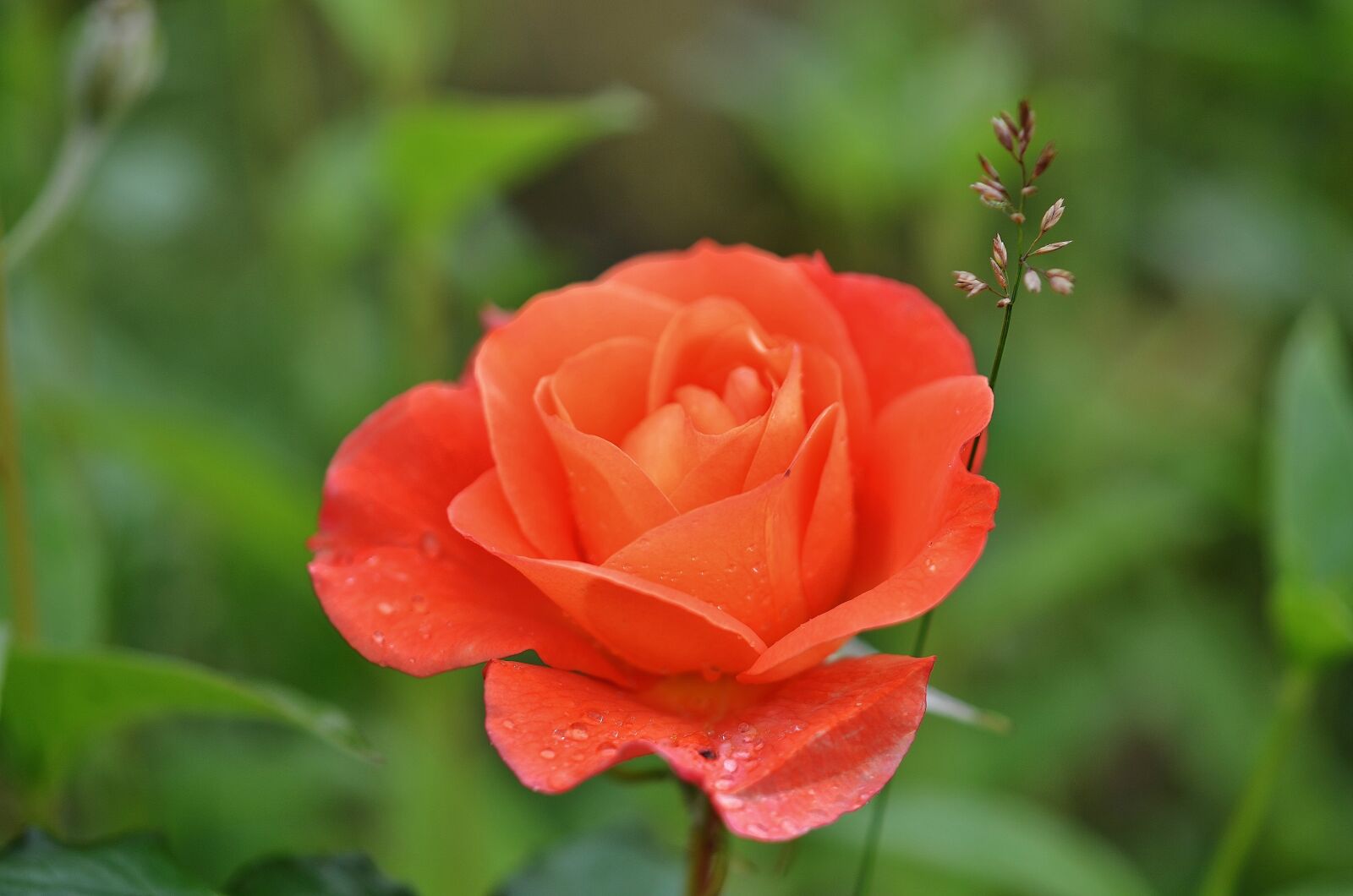Nikon D7000 sample photo. Rose, flower, natur photography