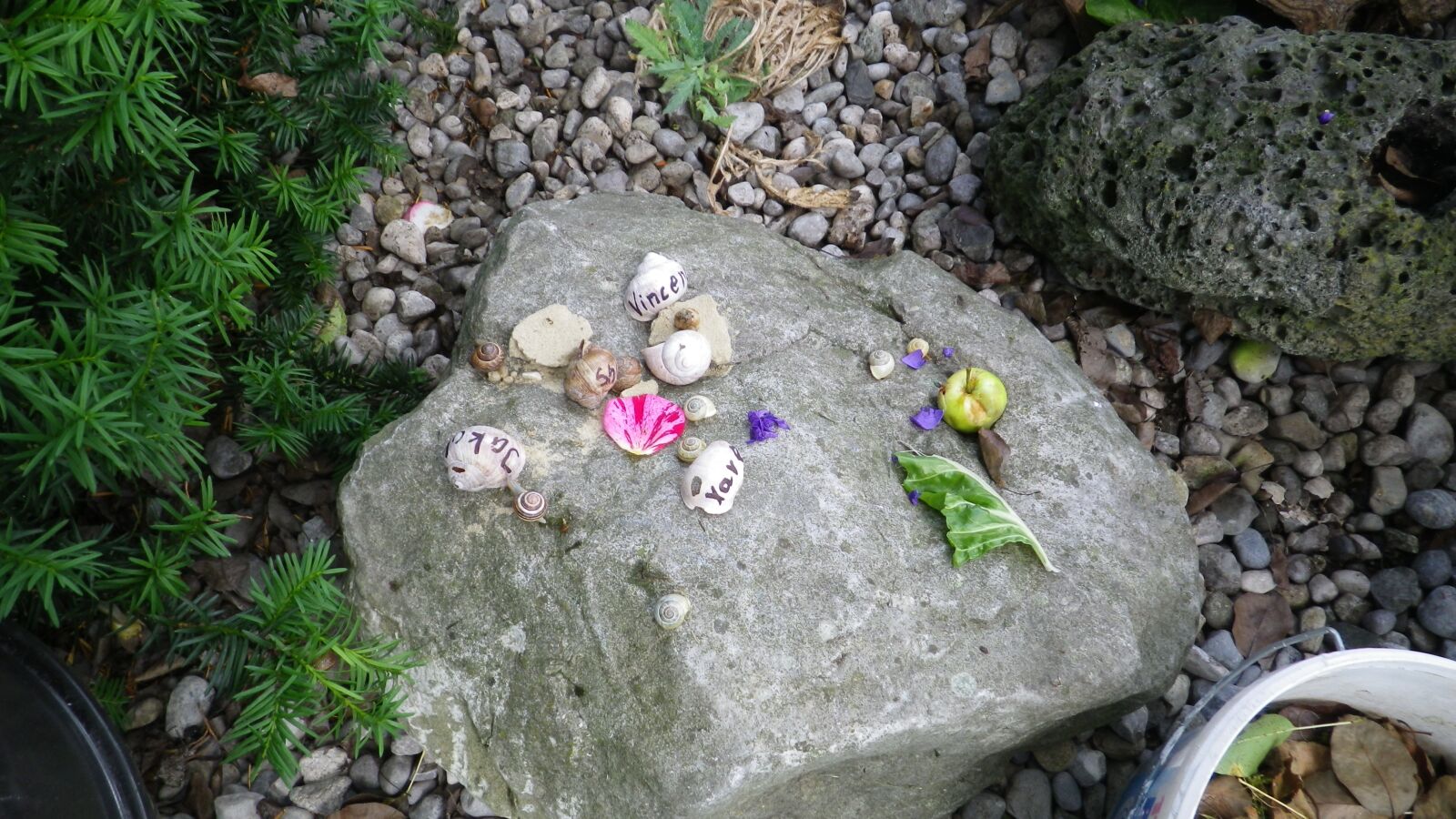 Pentax Optio WG-1 sample photo. Shell, stones, toys photography