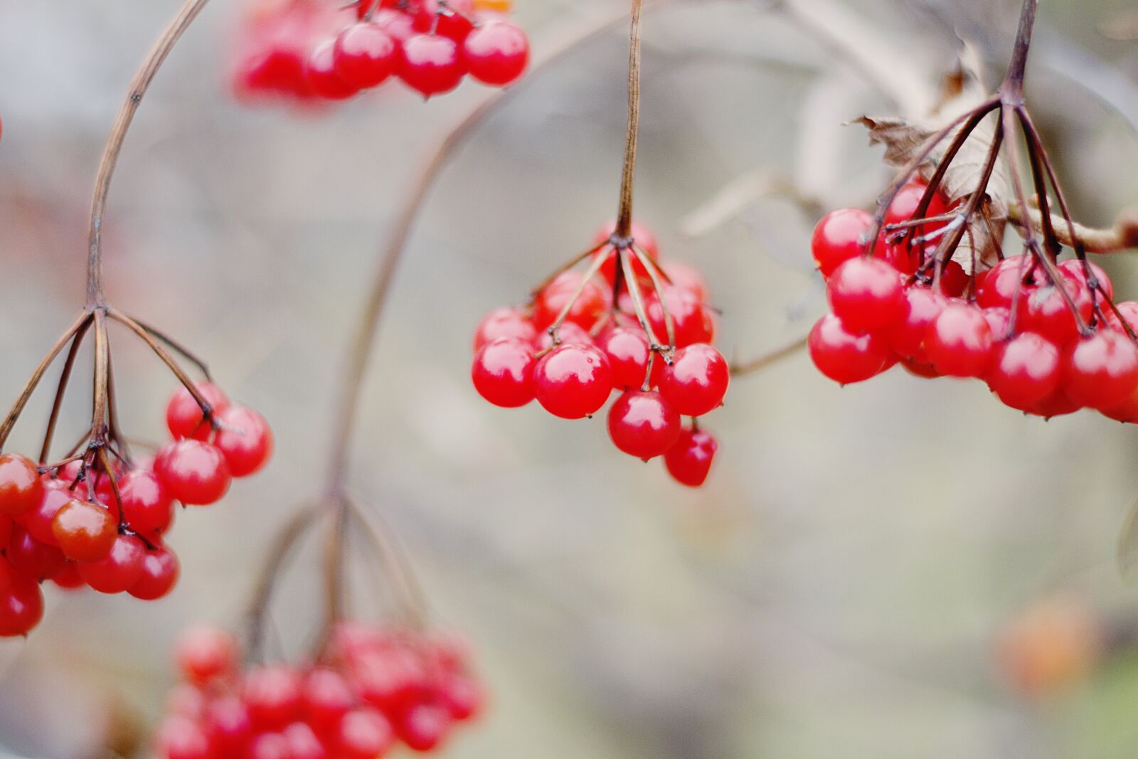 Nikon D3100 sample photo. Berry, berries, red photography