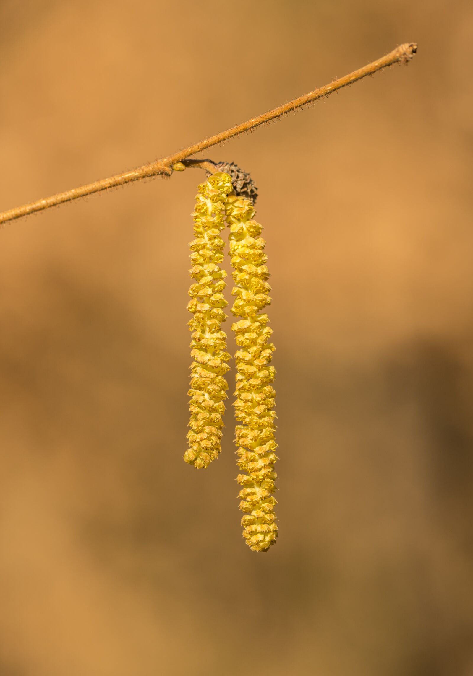 Nikon D800E sample photo. Catkins, hazel, spring photography