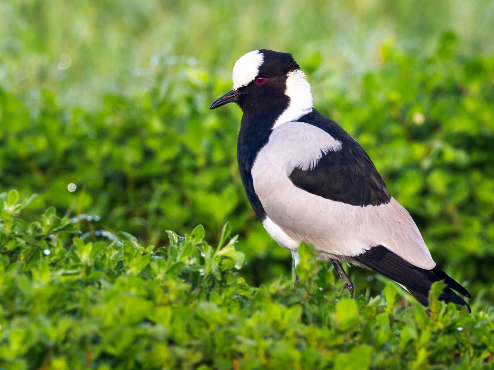 M.300mm F4.0 + MC-14 sample photo. Blacksmith plover, lapwing, bird photography