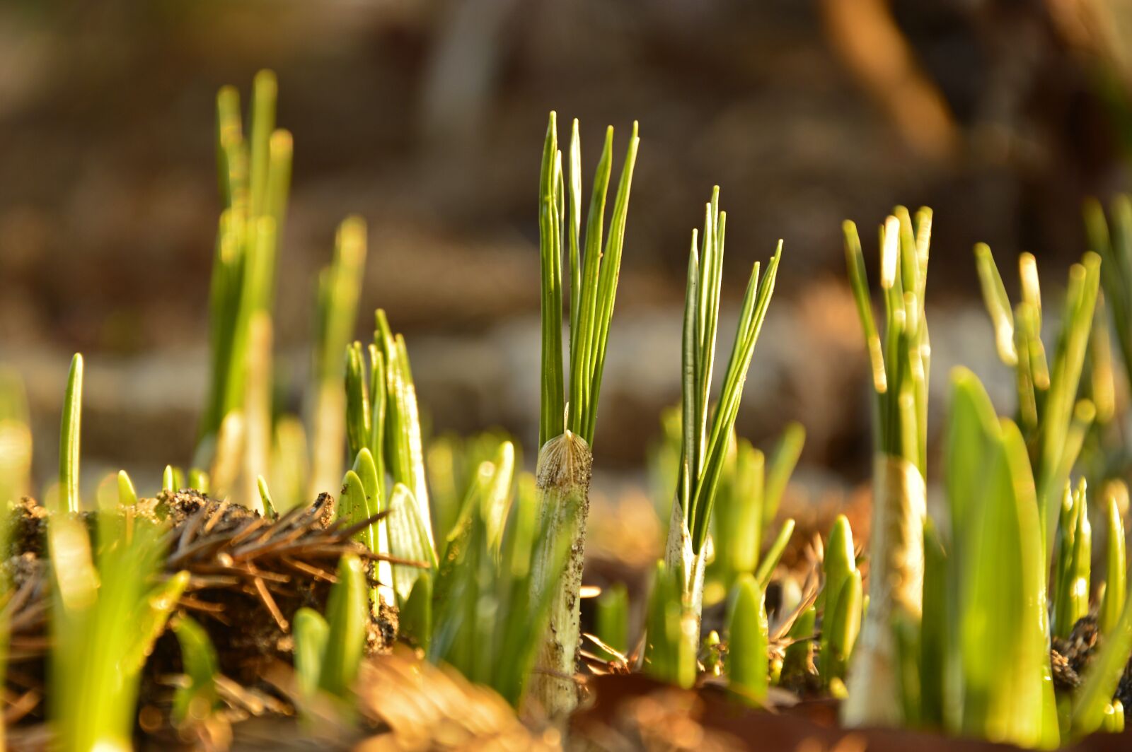 Nikon D3200 sample photo. Crocus, crocus bulbs, onions photography