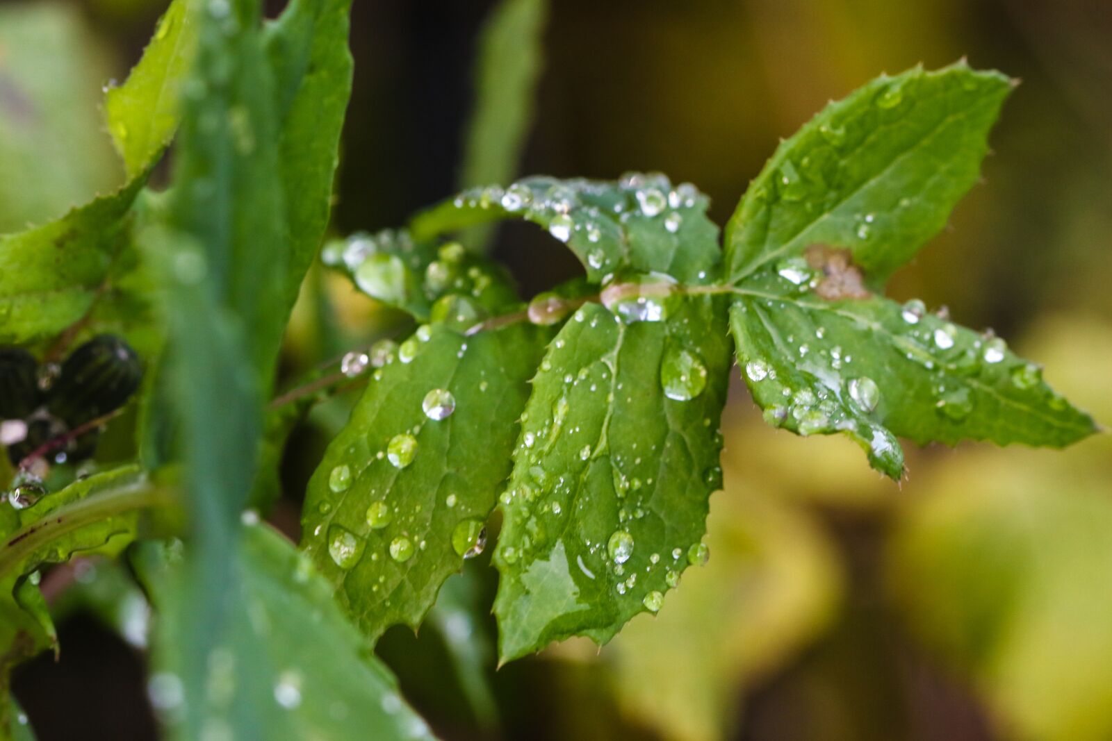 Canon EOS 7D Mark II sample photo. Plant, green, water drop photography